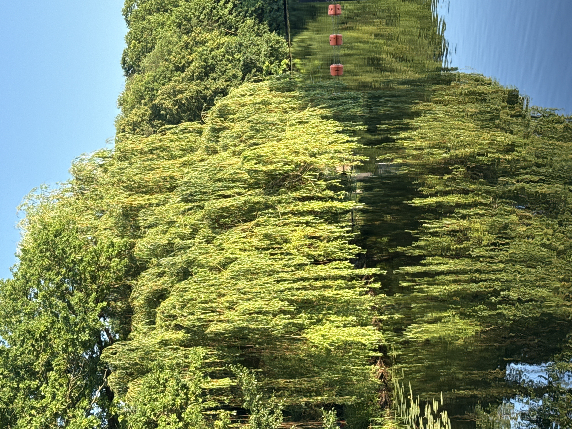 A weeping willow tree hangs over a calm body of water, its long, slender branches trailing down to the surface. The tree's vibrant green foliage is illuminated by sunlight, casting a reflection on the water. In the distance, a line of trees forms a lush green backdrop. Three orange buoys are visible in the water, marking a section of the waterway. The sky above is a clear, bright blue.