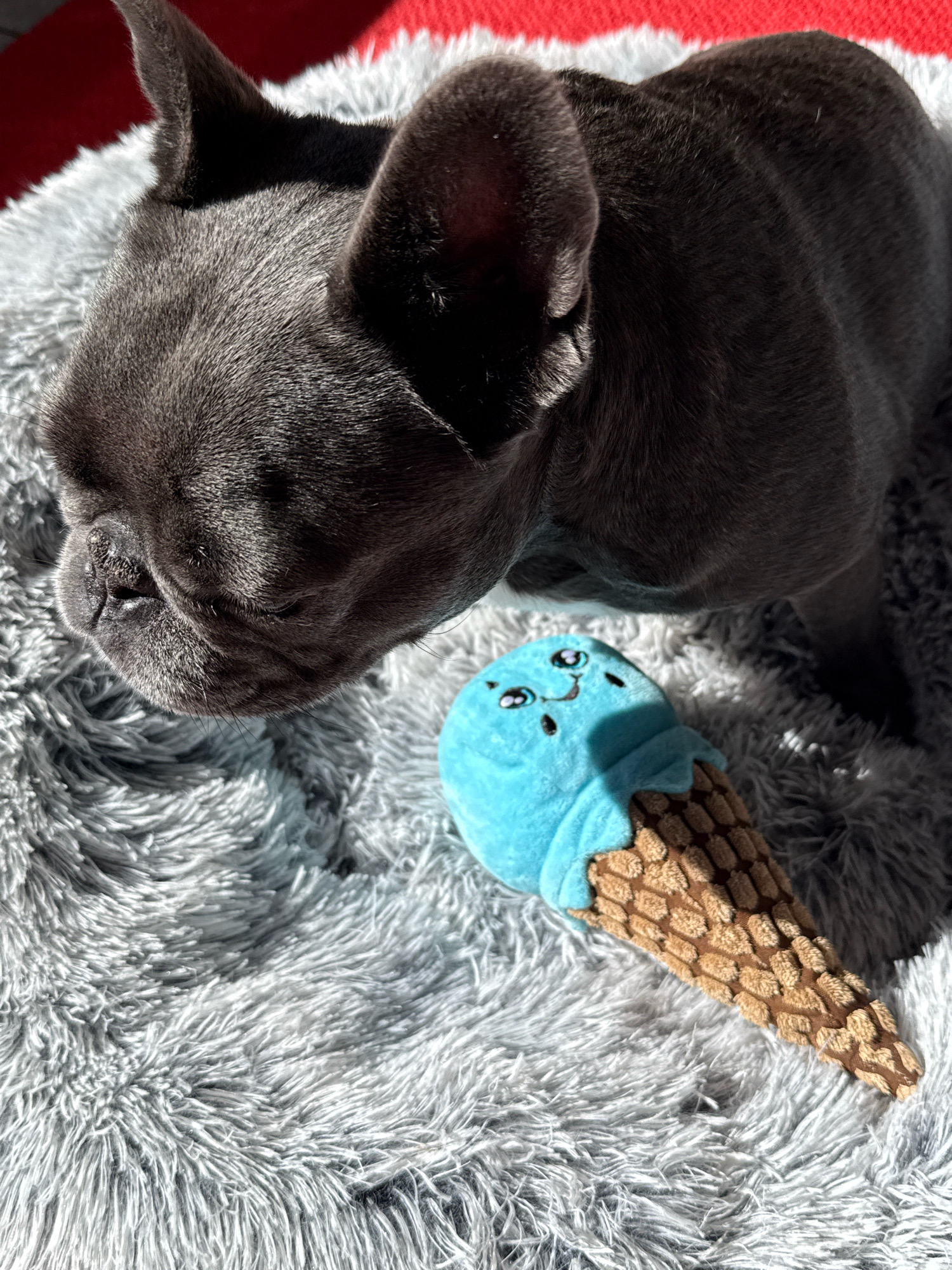A dark gray French bulldog is lying down on a fluffy gray dog bed, with its head resting on the bed. Next to the dog's head is a plush toy shaped like an ice cream cone, with a blue top and a brown waffle cone base. The dog bed is placed on a red surface, possibly a blanket or rug, in what appears to be an indoor setting. Sunlight casts shadows on the dog and the bed.