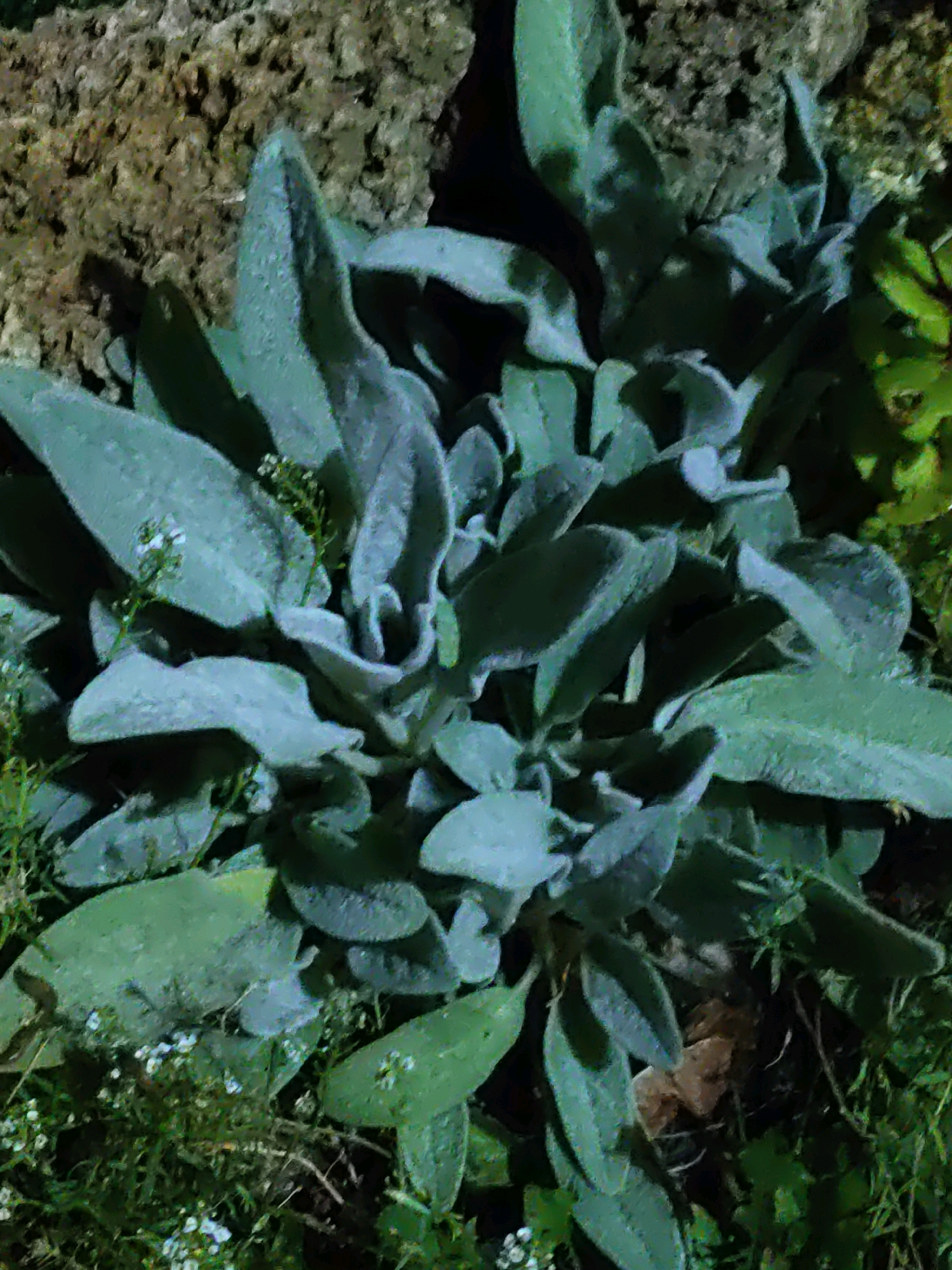 The image shows a close-up of a fuzzy, silvery-green plant with large, velvety leaves, possibly Lamb's Ear (Stachys byzantina), growing next to a rough, textured rock surface. Tiny white flowers are visible amongst the lower foliage. The overall lighting suggests it may be nighttime or a shaded area, with some green plants visible on the right side and at the bottom. There are no people or any discernible urban features in the frame. The image does not contain any information to determine its location in Rostov-on-Don, Russia, or any other specific geographical area.