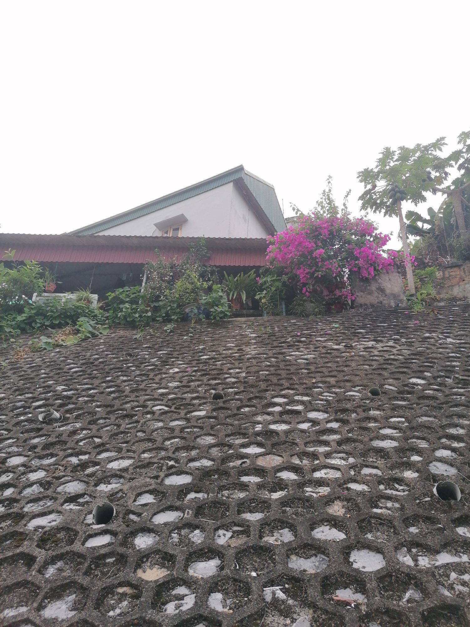 The image displays a residential scene in Hong Gai Ward, Vietnam, captured from a low perspective looking upwards towards a house situated on a slope.
The foreground is dominated by a textured, grey concrete surface composed of hexagonal, honeycomb-like openings. Many of these openings contain lighter-colored aggregate or debris, while others show darker soil. A few small, dark, cylindrical objects are scattered on this patterned surface.
Moving towards the midground, abundant green foliage and plant life obscure parts of the slope and the house's base. A prominent bougainvillea bush with vivid pink and purple flowers stands out on the right side of the frame. To its right, a tall tree with large green leaves, bearing several green, developing fruits (likely papaya), is visible. Other varied bushes and plants contribute to the lush vegetation.
The background features a modest house with white walls and a green corrugated metal roof. A small window with a light wooden frame is visible on the upper part of the building. Extending below the main house is a red corrugated metal roof, suggesting a covered veranda or sheltered area, where clothes can be seen hanging on lines.
The sky above is uniformly bright white, indicating an overcast day. No specific activity or people are depicted, creating a still, everyday snapshot of a home nestled into a vegetated hillside. No visible text is present in the image.