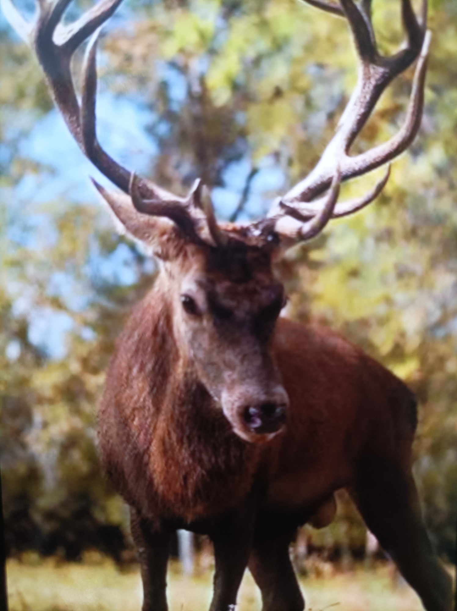The image shows a red deer stag with large antlers. The stag is standing in a grassy area with trees in the background. The lighting suggests it is daytime. The image quality is poor, with a lot of blur and low resolution, making it difficult to discern fine details. There is no indication of any urban environment or specific location within Seýdi, Turkmenistan. The scene appears to be in a natural or park-like setting.