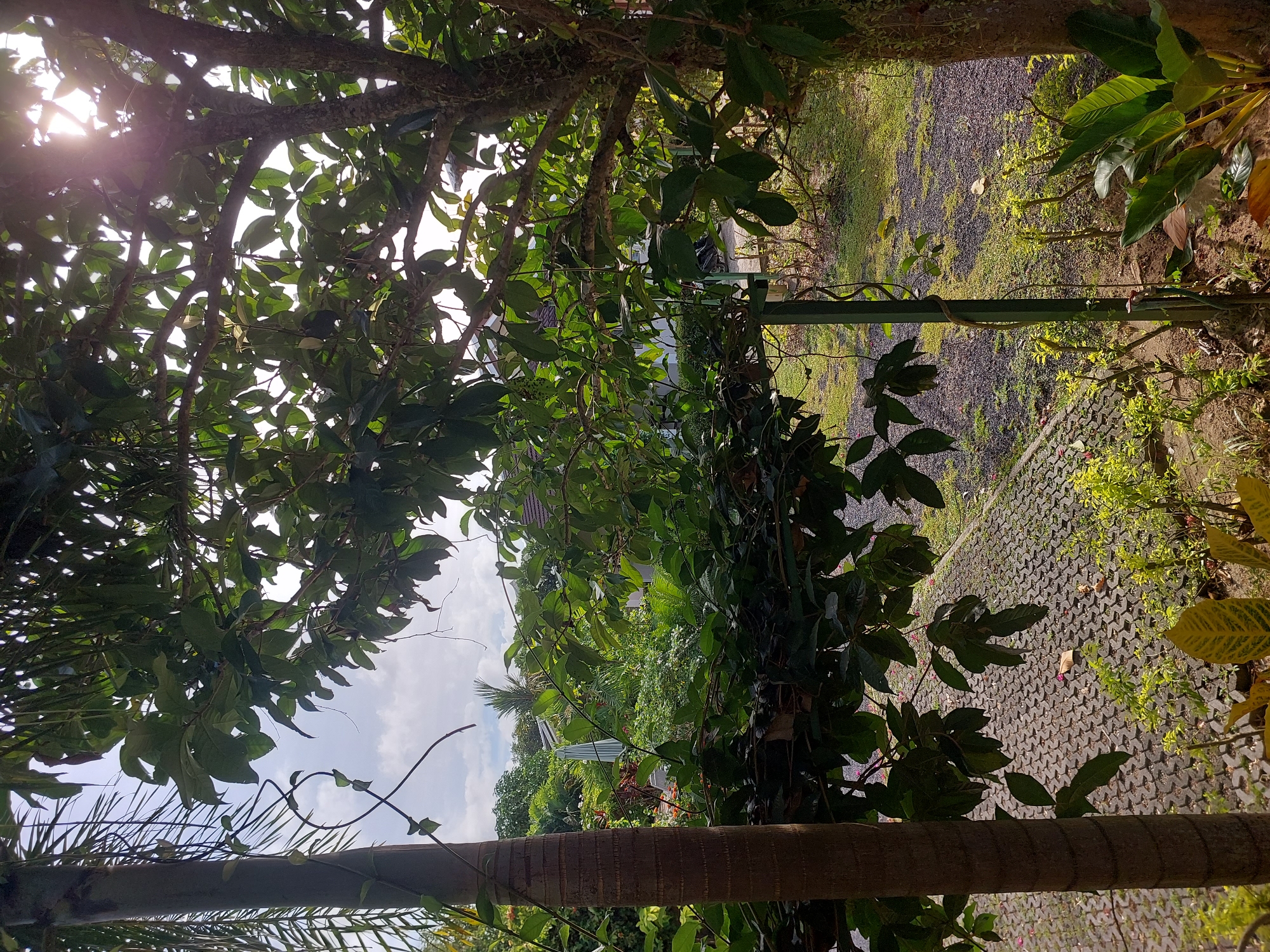 This image depicts a lush, green outdoor scene, likely a garden or yard, in Baan Mae Nam, Thailand. The foreground is dominated by the textured bark of a large tree trunk on the left, with lush green foliage hanging from branches obscuring the view beyond. A slender, dark green vertical pole stands to the right of the tree trunk, with a vine wrapped around it. In the mid-ground, a paved walkway made of interlocking hexagonal pavers leads into the distance. Beyond the walkway, dense vegetation with various shades of green and some flowering plants creates a vibrant, tropical atmosphere. In the background, glimpses of buildings with tiled roofs and a white umbrella with blue stripes are visible through the foliage. Sunlight filters through the leaves of the trees, creating bright spots and dappled shadows across the scene. There are no people or animals visible in the image. The ground surrounding the walkway is covered in small dark pebbles and grass. The sky is partly cloudy with bright sunlight.