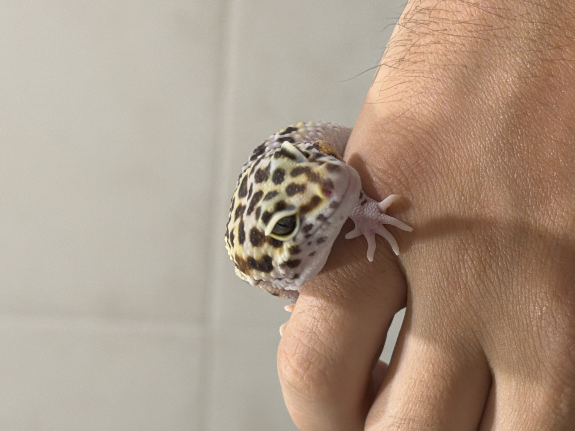 A close-up shot features a leopard gecko perched on a human hand. The gecko is the primary subject, displaying its distinctive spotted pattern. Its pale skin contrasts with the dark brown and black spots. The gecko's eye is visible, and its small feet grip the skin of the hand. The human hand is light-skinned with visible pores and fine hairs. The background is a plain, light-colored wall. The image does not depict any elements indicating the city of Izhevsk, Russia.