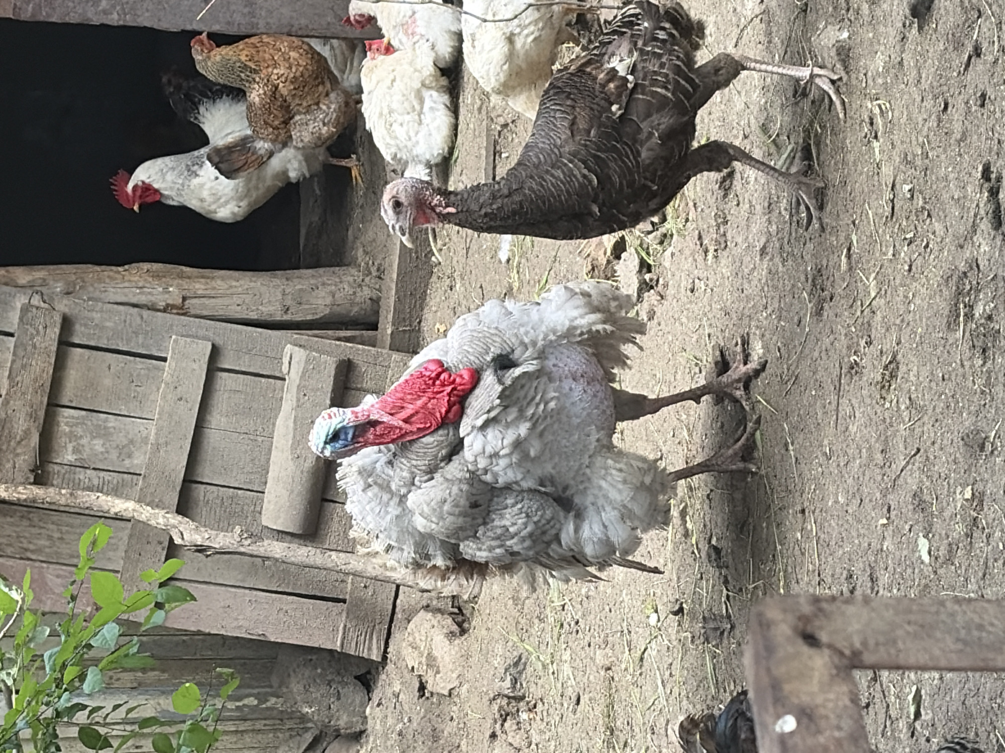 The image depicts a rustic scene, presumably in a rural location. A group of chickens, some white and some brown, are positioned near a wooden structure that may be a coop or shed. Two turkeys, one gray and one dark brown, are also present. The ground is earthen, with some dried grass and debris scattered about. A small green plant is visible in the lower-left corner.