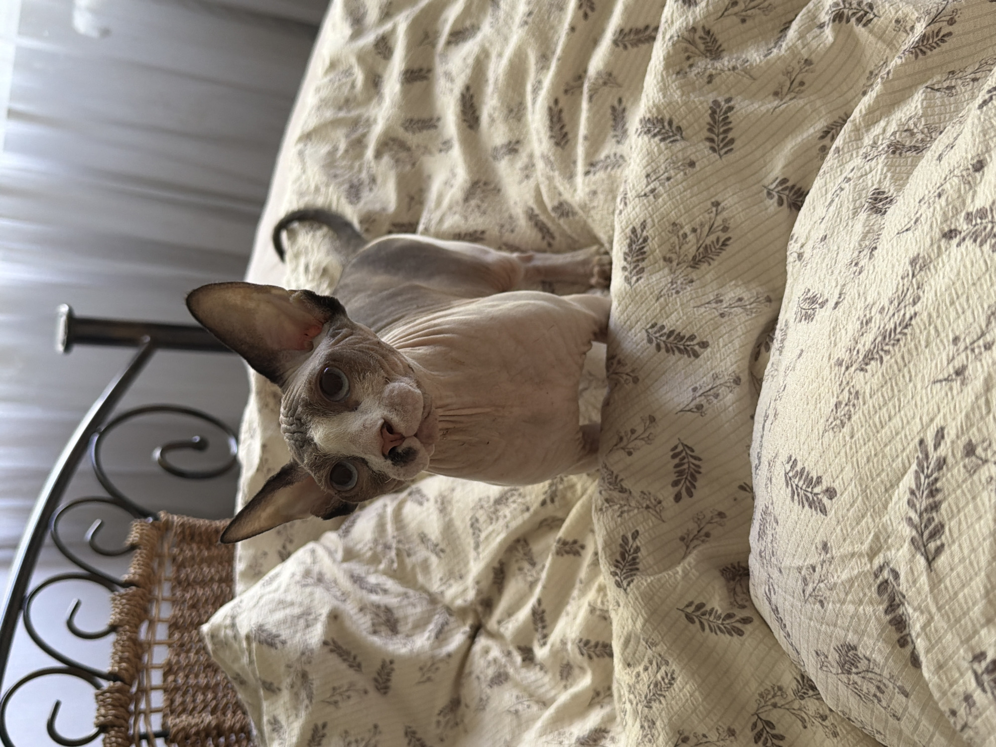 A sphynx cat with large, round eyes is lying on a patterned bedspread. The bed has a metal headboard and a wicker basket is visible next to it. The location appears to be indoors.