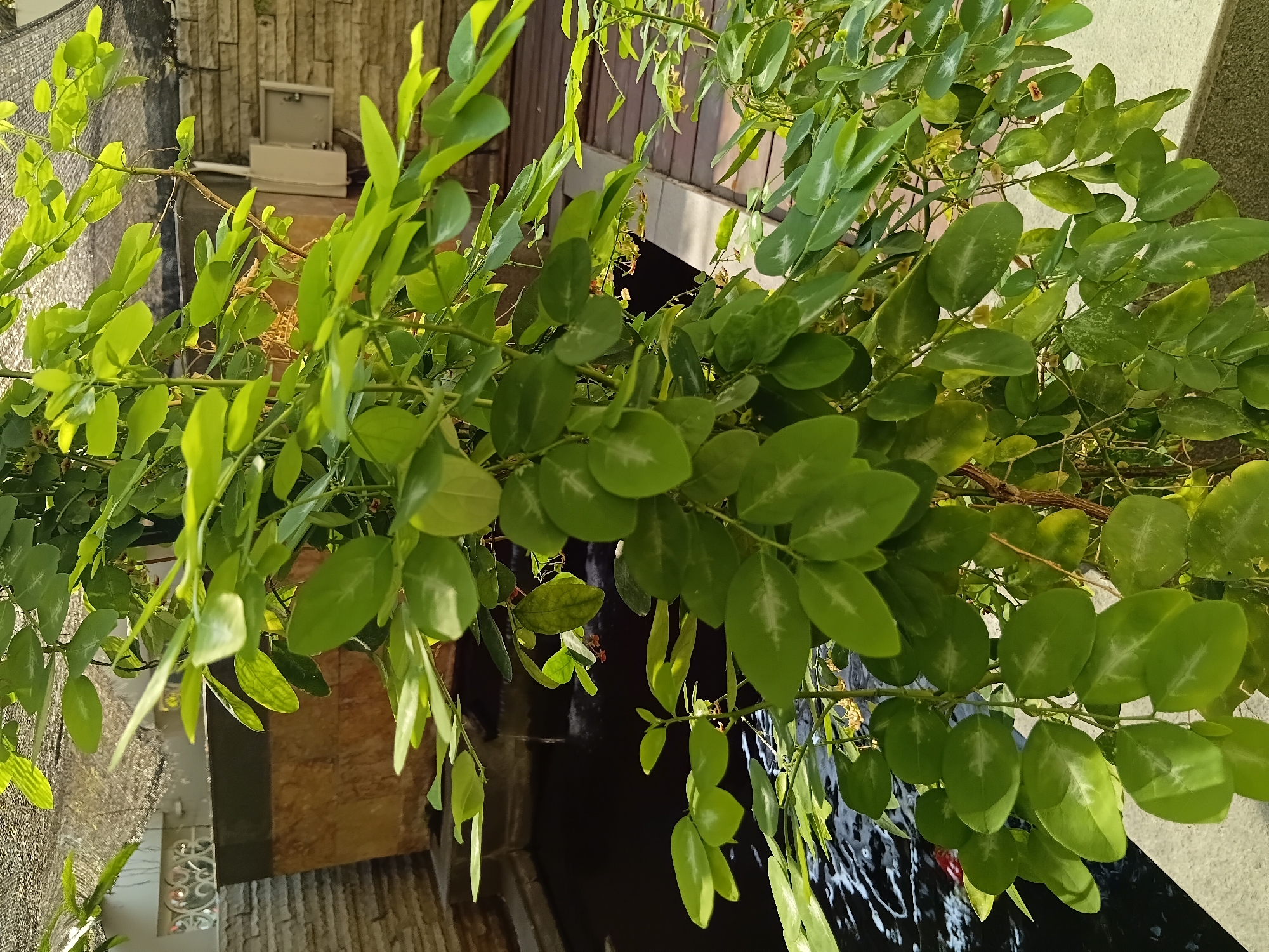 This is a close-up, eye-level, vertical shot of a lush green plant with compound leaves, likely in a garden setting in Surabaya, Indonesia. The plant's branches are laden with oval-shaped, bright green leaves, some of which show lighter green venation. Small, faint reddish-brown flowers are visible among the foliage. The background reveals elements of an outdoor living space, including a dark water feature, possibly a pond with ripples, to the left. To the right, a wooden deck and a light-colored stone wall can be seen. Above the plant, a black mesh-like shade cloth is visible, suggesting protection from the sun. The lighting indicates it is daytime, with sunlight illuminating the leaves from above and casting some shadows. The overall scene conveys a sense of natural tranquility within a built environment.
