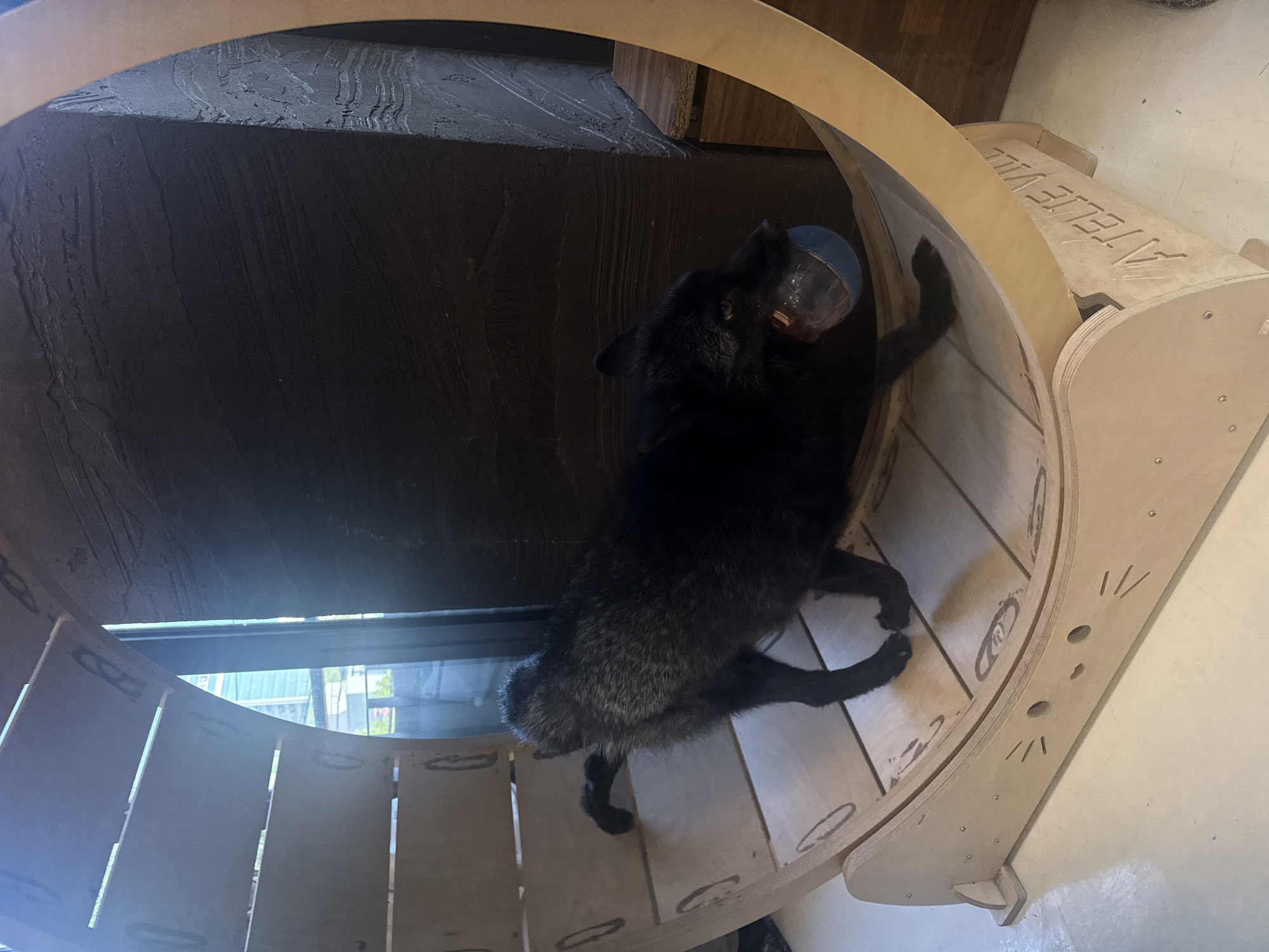 A black cat lies in a large wooden cat wheel. The wheel is positioned near a window and a dark-colored cabinet or wall. The cat is holding a blue and clear plastic ball in its mouth. The cat wheel has cut-out decorative markings on its side. The environment appears to be an interior space, possibly a residence. The location is not discernible from the image.
