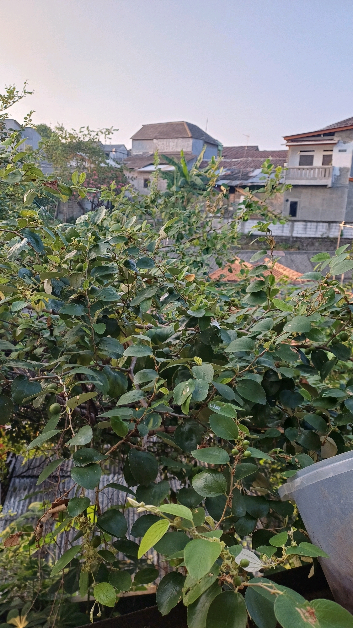The image depicts a close-up view of a lush green tree with small, round fruits, likely a jujube tree, in the foreground. The branches are dense with oval-shaped leaves. In the background, a suburban landscape of Indonesian houses is visible, with various roof styles and building materials. The sky above is clear and bright, suggesting it is daytime. A corner of a gray plastic container is visible in the lower right of the frame. The scene is likely located in Gunung Putri, Indonesia, given the architectural style of the houses. There are no people or animals in the image, and no discernible actions or interactions are taking place.