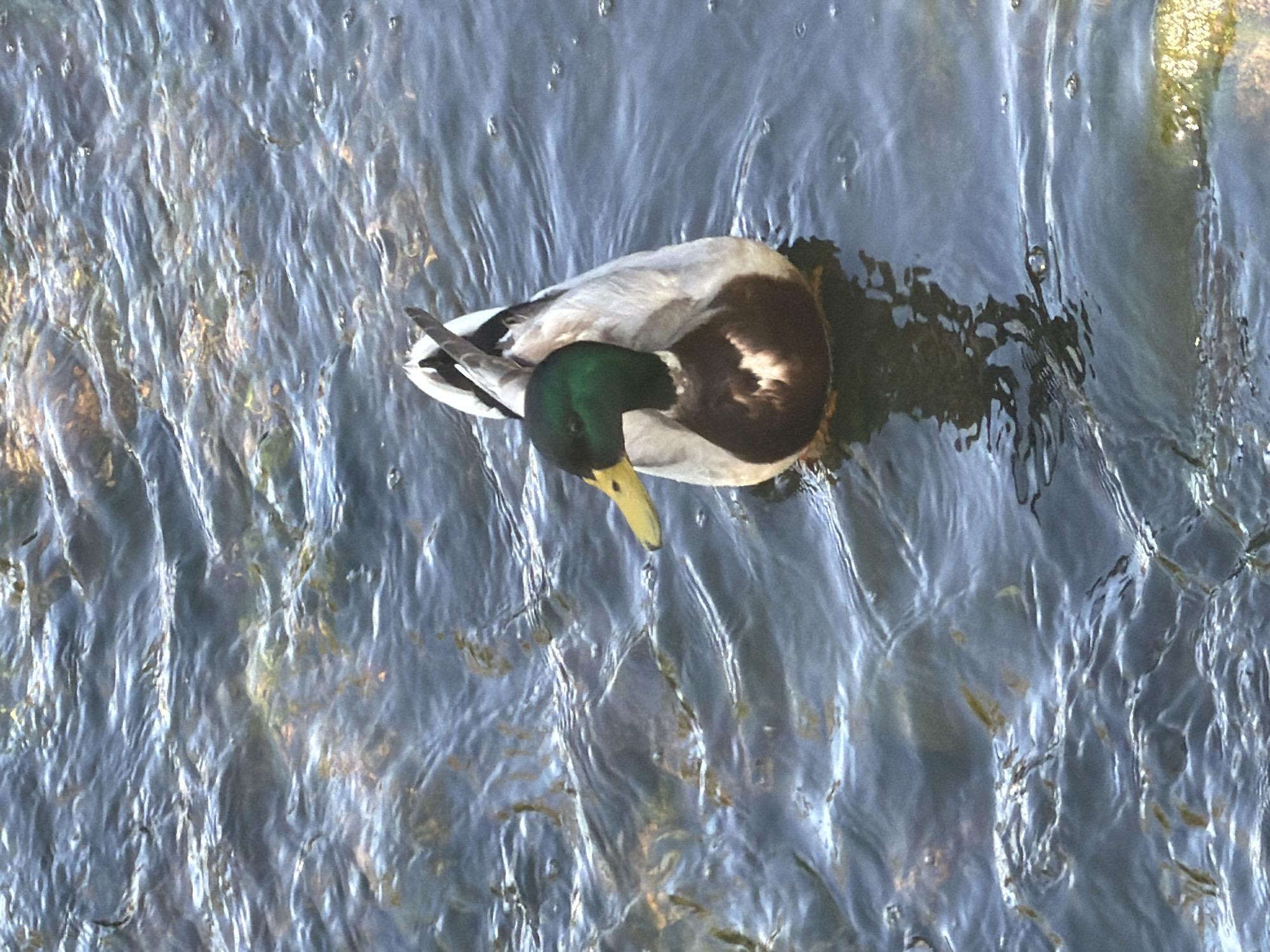 A mallard duck swims in the Alzette River in Esch-sur-Alzette, Luxembourg. The duck, positioned centrally, has a green head, yellow beak, and white and brown body. The river water appears rippled and slightly murky, reflecting light. The surrounding environment is blurred.
