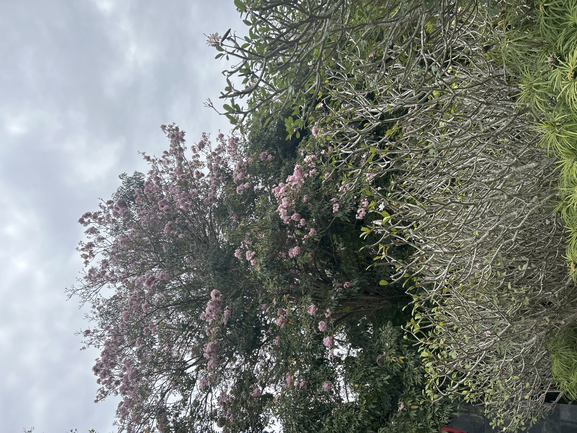 A large tree with pink flowers is prominent in the center of the image, its branches extending upwards and outwards. To the right and in the foreground, there is a dense bush with many thin, grey branches and sparse green leaves, and a few small pink flowers. Behind the flowering tree, more dark green foliage is visible. The sky is overcast with gray clouds. The scene appears to be in an outdoor setting, possibly a garden or park, with dense vegetation.