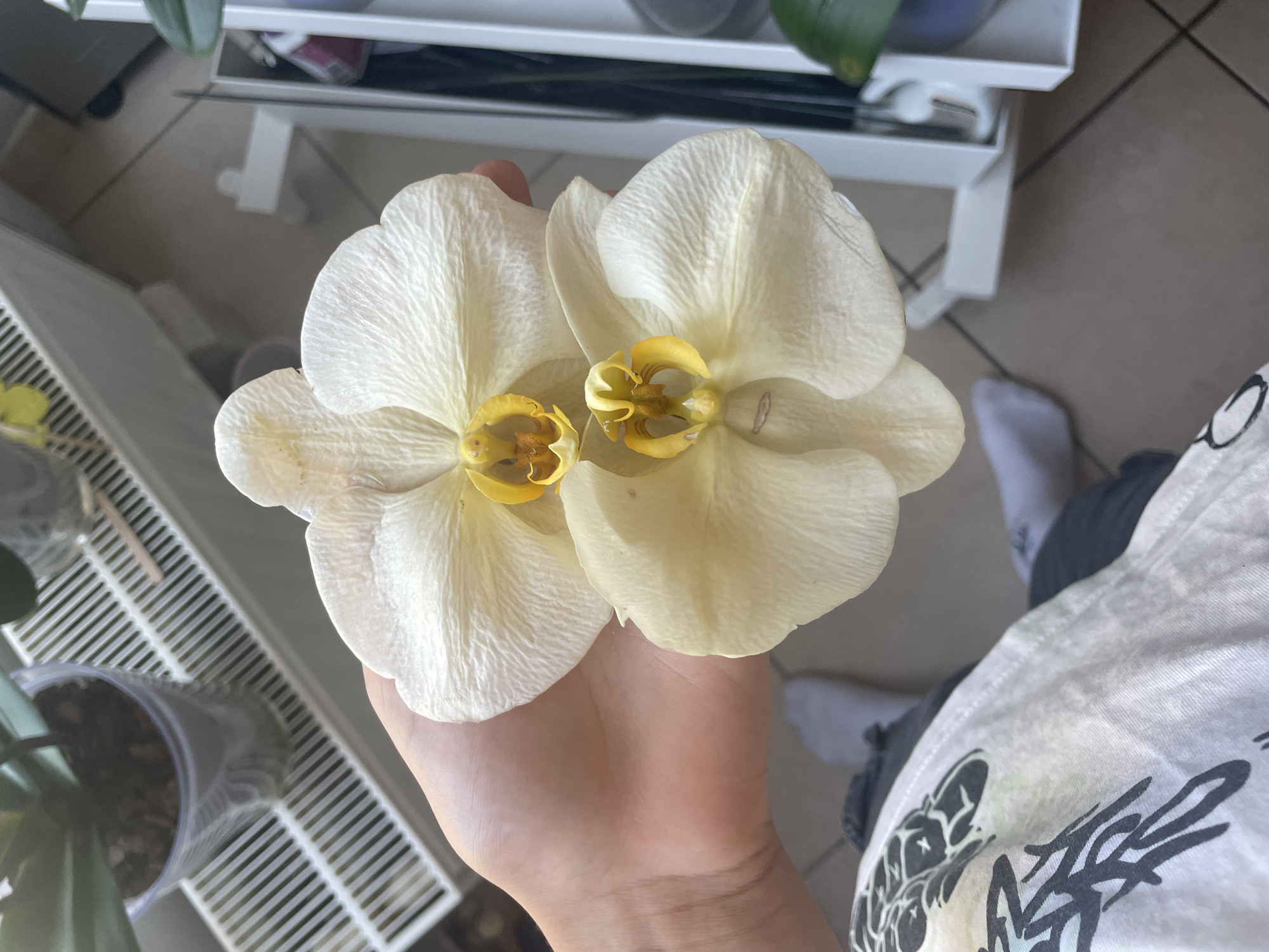 A person's hand is holding two pale yellow orchid flowers. The flowers have delicate, veined petals and bright yellow centers with intricate structures. The hand is lightly cupping the flowers, showcasing their beauty. In the background, a white shelf unit is visible, containing various items, including what appear to be plant pots and greenery. The floor is tiled. A person's legs wearing socks are also visible in the lower right portion of the image. The lighting suggests it is daytime. The overall scene evokes a sense of care and appreciation for nature.