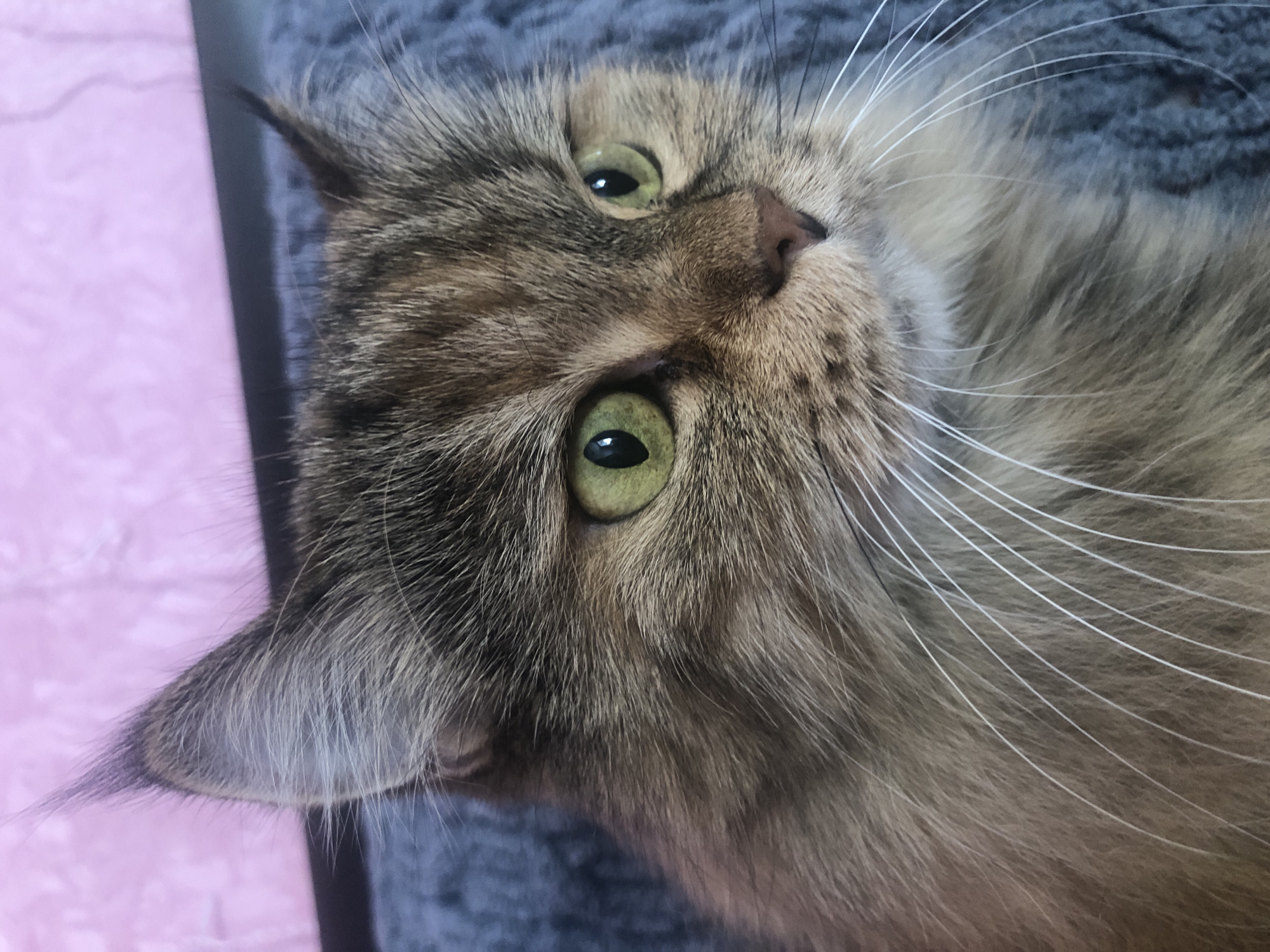 A close-up, head-and-shoulders shot of a long-haired tabby cat shows its face looking to the right. The cat has green eyes and prominent white whiskers. Its fur is a mix of brown, black, and ginger. The background is a blurred pink and grey textured surface. The cat is sitting on a grey, textured surface. The location is Unknown, Unknown.