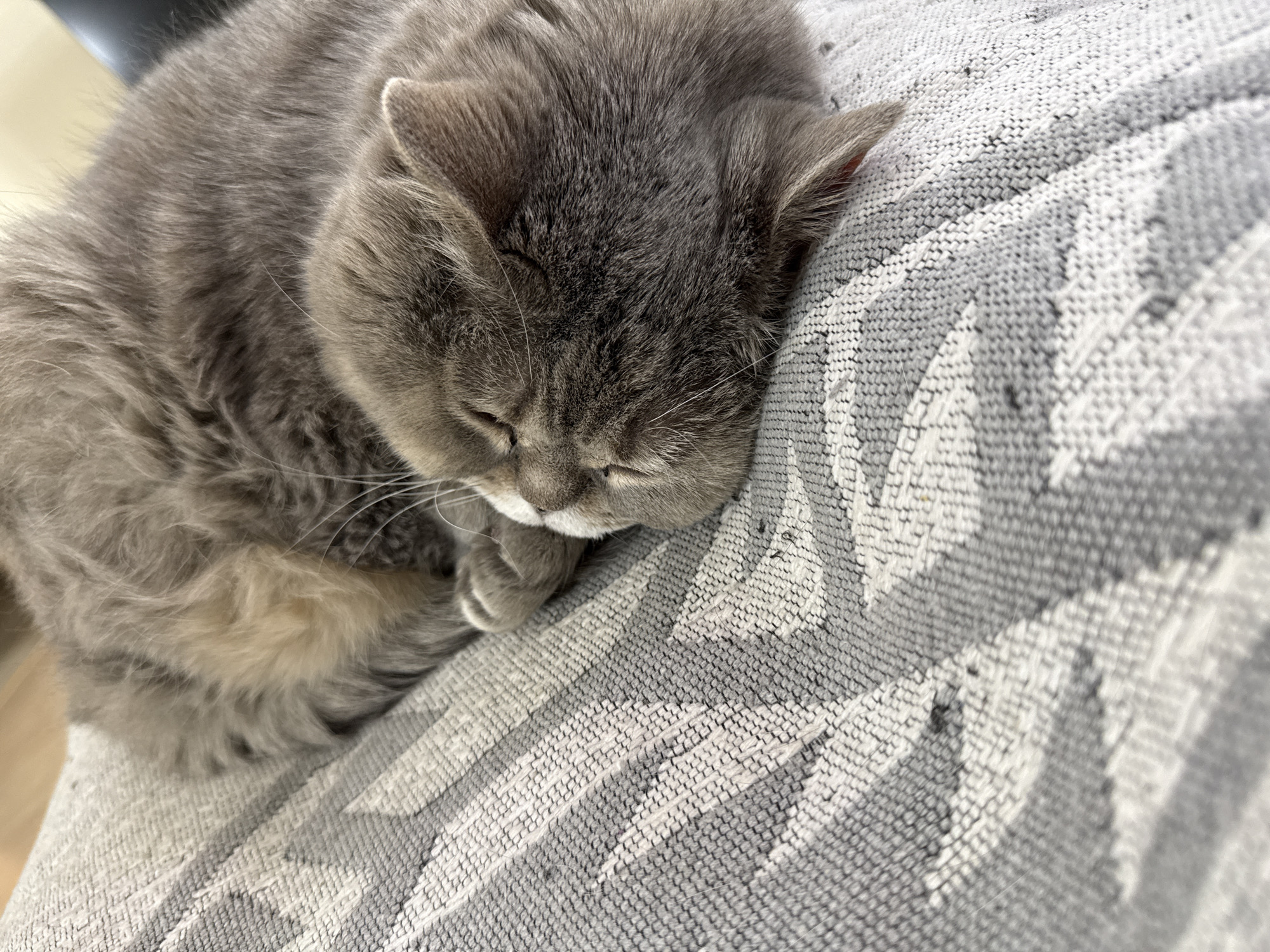 A gray British Shorthair cat is sleeping on a gray and white patterned fabric. The cat is curled up with its paws tucked under its head. The background is out of focus, but there appears to be a dark object behind the cat.
There is no verifiable information that places the location in the city of Saint Petersburg, Russia.