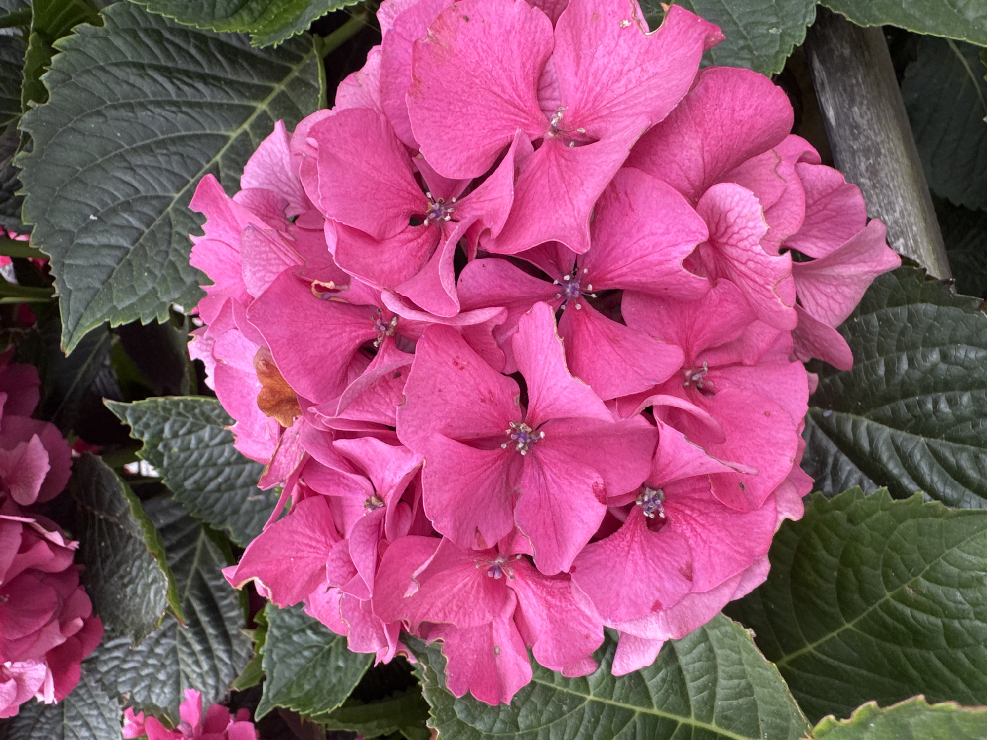 A close-up, overhead shot of a large cluster of vibrant pink hydrangea flowers, centered in the frame. The petals are plump and slightly crinkled, with a soft, velvety texture. Some petals show subtle variations in shade, with hints of lighter pink and darker edges. In the center of many of the individual florets, small, dark purple stamen are visible. The flowers are surrounded by lush, dark green hydrangea leaves, which have a slightly textured, serrated edge. The leaves are broad and deep green, creating a strong contrast with the bright pink of the blooms. In the lower right portion of the image, a weathered wooden element, possibly a fence or planter edge, is visible, adding a rustic texture to the scene. The lighting is soft and diffused, suggesting an overcast day or a shaded area. The image captures the intricate details of the flowers and leaves, highlighting their natural beauty. This scene is likely from the Gardens of Petten, located in Petten, North Holland, Netherlands, a popular botanical garden known for its diverse collection of plants and vibrant floral displays.
