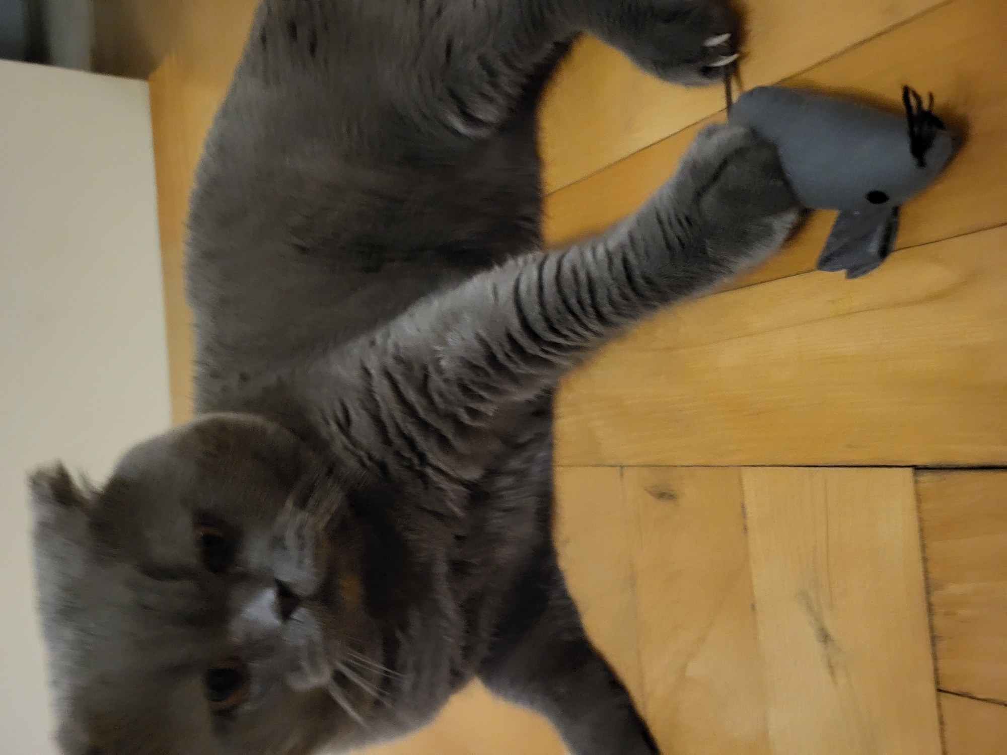 A grey cat lies on a light brown wooden floor, playing with a grey toy mouse. The cat's left paw is extended, holding the mouse by its tail, while its right paw is extended with claws visible. The cat is facing left with its head tilted slightly down. The background consists of a cream-colored wall and the wooden floor.