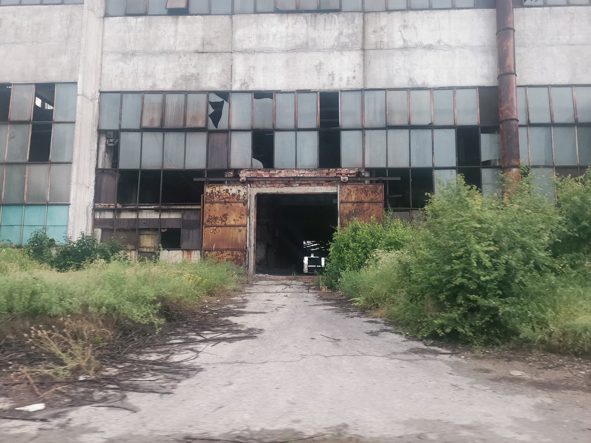The image presents an abandoned industrial facility in Zhivkovo, Bulgaria, captured during daylight hours. The central subject is a large, multi-story building constructed from rough, weathered concrete, displaying significant signs of decay. The upper sections feature numerous rectangular window panes set in what appear to be rusted metal frames. Many of these windows are broken, cracked, or completely missing panes, with some glass fragments still clinging to the frames. On the lower left side, a section of windows has a distinct blue-green tint. A tall, heavily rusted metal pipe runs vertically along the right side of the building.
At ground level, a wide, dark opening, likely a former loading bay or vehicle entrance, serves as the main access point. This entrance is framed by large, heavily rusted and decaying metal sliding doors. Above the opening, a section of red brickwork is visible. A cracked and worn concrete or asphalt path leads directly into this darkened entrance, hinting at its past use.
The area surrounding the building and path is heavily overgrown with lush green vegetation, including tall grasses, weeds, and dense bushes, particularly abundant on either side of the path and at the building's base. The foreground of the path shows scattered dry vegetation and dark, tangled debris, possibly old roots or wires. The scene conveys a strong sense of desolation and nature's gradual reclamation of a forgotten industrial space. No discernible text is visible in the image.