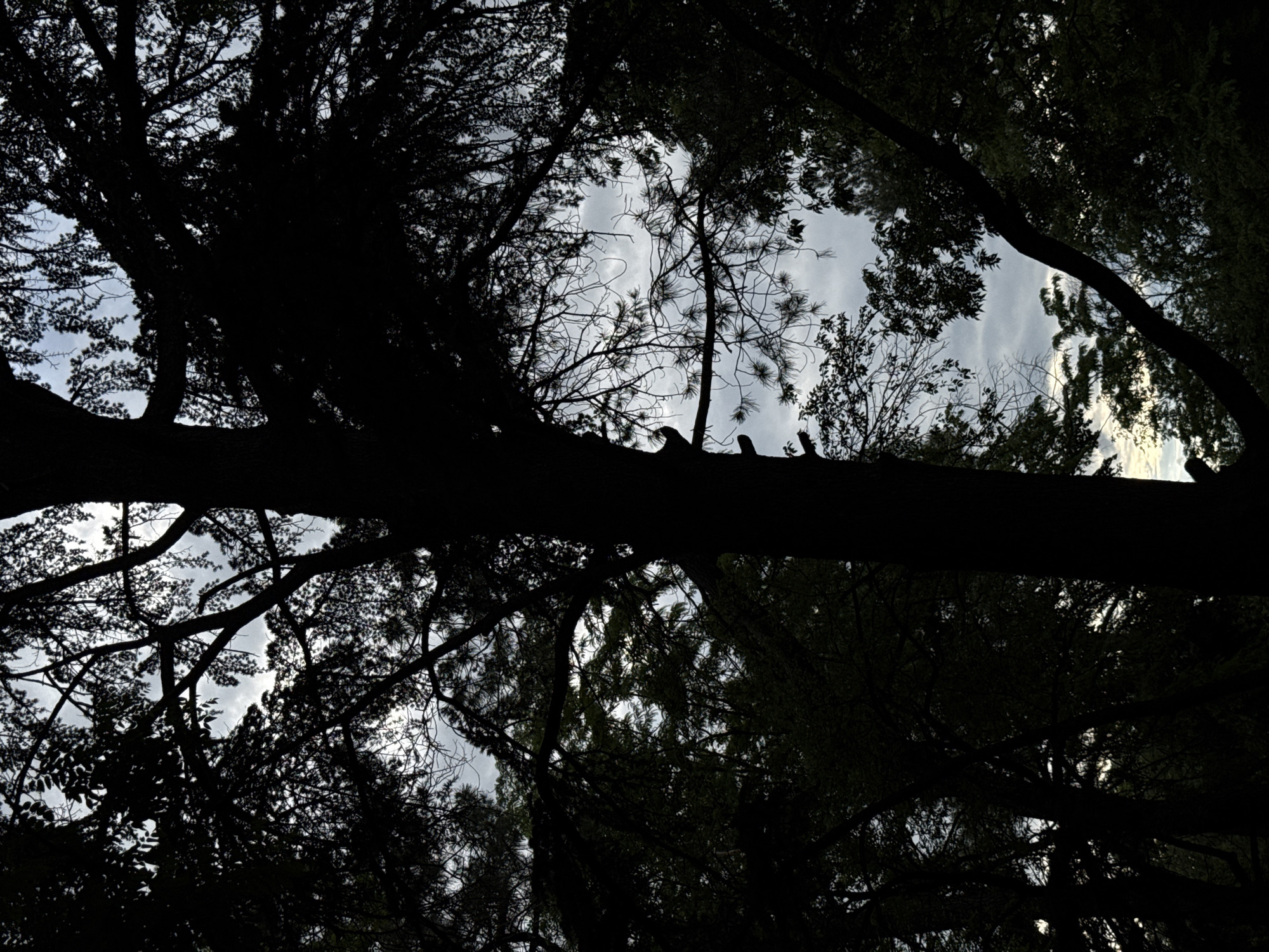 The image shows a view looking up through silhouetted trees in Plovdiv, Bulgaria. The sky is visible through the gaps in the branches, appearing light gray and cloudy. A thick tree branch is prominently positioned across the middle of the frame. Several birds are perched on this branch. The other trees are dense and appear dark due to the low lighting.