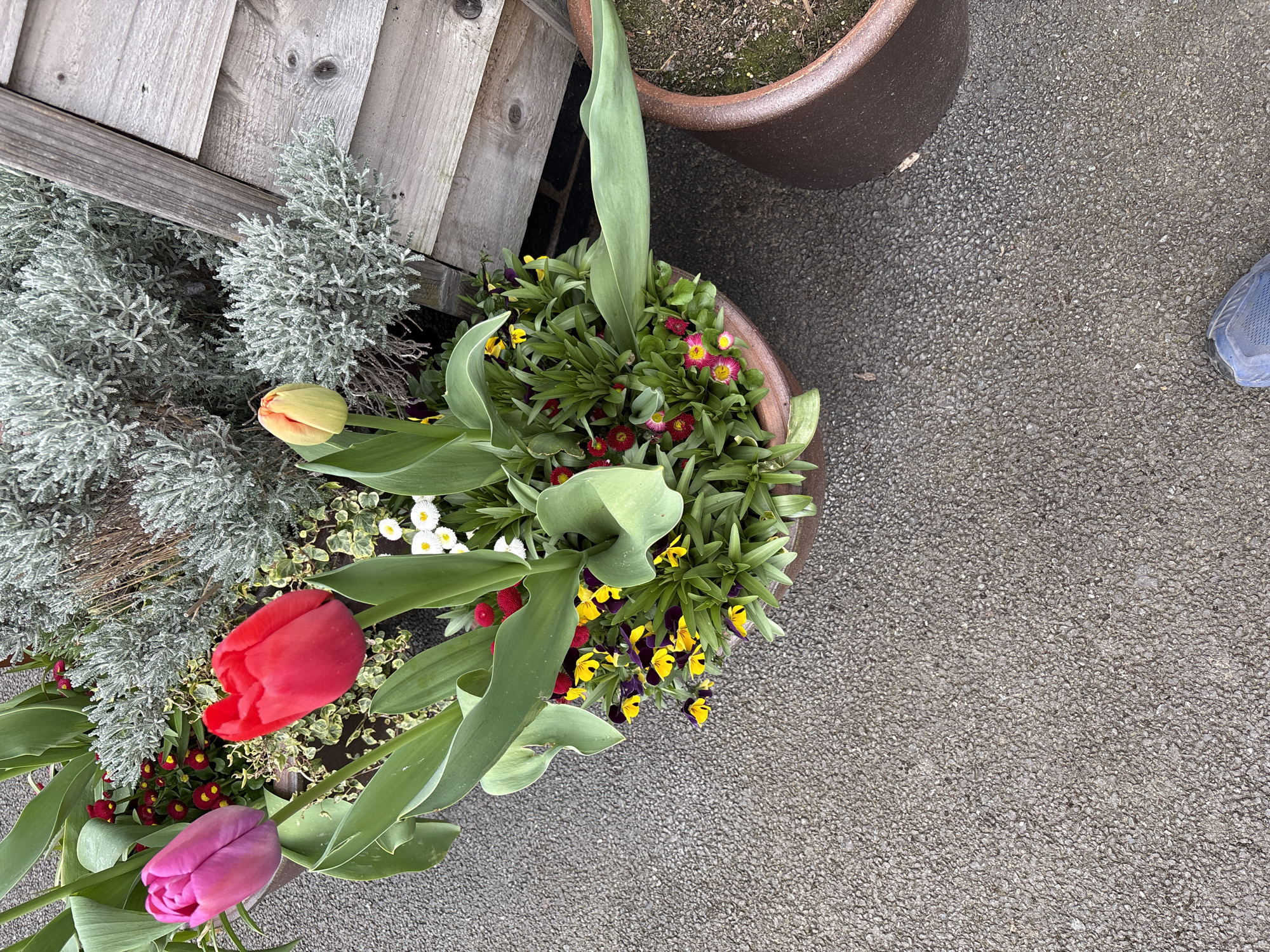 The image shows a close-up, overhead shot of a flower pot arrangement located outdoors. The pot contains a variety of flowers, including tulips in colors of red, purple, and yellow. There are also smaller flowers in shades of yellow and red, and silvery-green foliage. The pot is situated on a gray, speckled paved surface. Adjacent to the flower pot on the left, a portion of a weathered, gray wooden fence or structure is visible. Another brown flower pot is partially visible in the top-right corner of the image. The edge of a blue shoe is visible in the top-right corner. The location is likely Longden, United Kingdom, but there is no information in the image that provides a positive location.