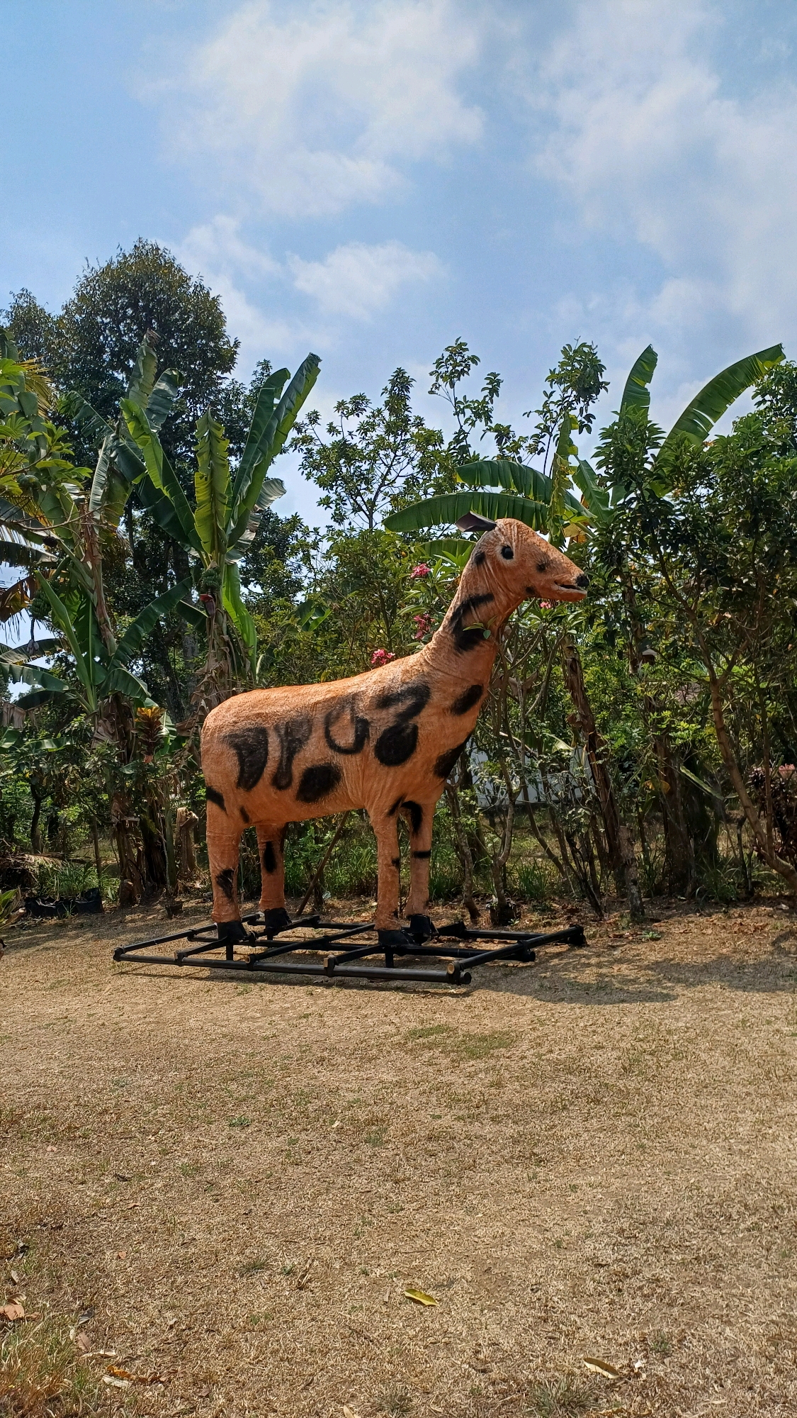 A life-sized, tan and black spotted giraffe statue stands on a metal platform in a grassy outdoor area. The statue is made of some kind of textured material, possibly fabric stretched over a frame, and has large, black, irregular spots. It is positioned facing to the right, with its head tilted slightly upwards. The statue's feet are black and appear to be mounted on black supports. The metal platform is a dark color, composed of several connected bars.
The background is filled with lush green vegetation, including large banana-like leaves and various trees and shrubs. Some pink flowers are visible on a branch behind the giraffe's neck. The ground in the foreground is covered with dry, light brown grass, with a few fallen leaves scattered around. The sky above is blue with scattered white clouds. The overall impression is of an outdoor decorative element in a garden or park-like setting. The image appears to have been taken during the daytime, under a bright sky. The location is the city of Karangwuni, Indonesia.