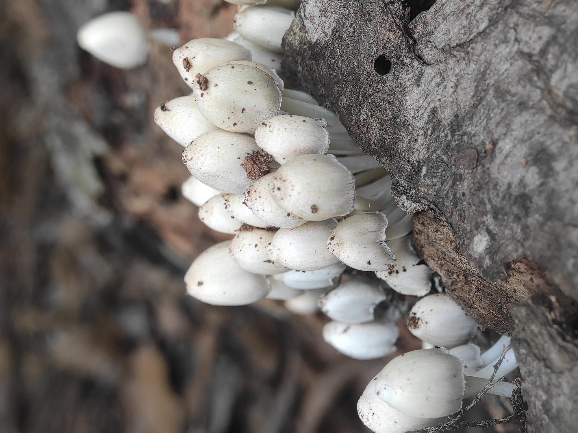 The image shows a cluster of small, white mushrooms growing on a decaying tree trunk. The mushrooms have rounded caps with small brown spots and white stems. The tree trunk is rough and textured, with a hole visible. The background is blurred, suggesting a natural environment. The location is Lhokseumawe, Indonesia.