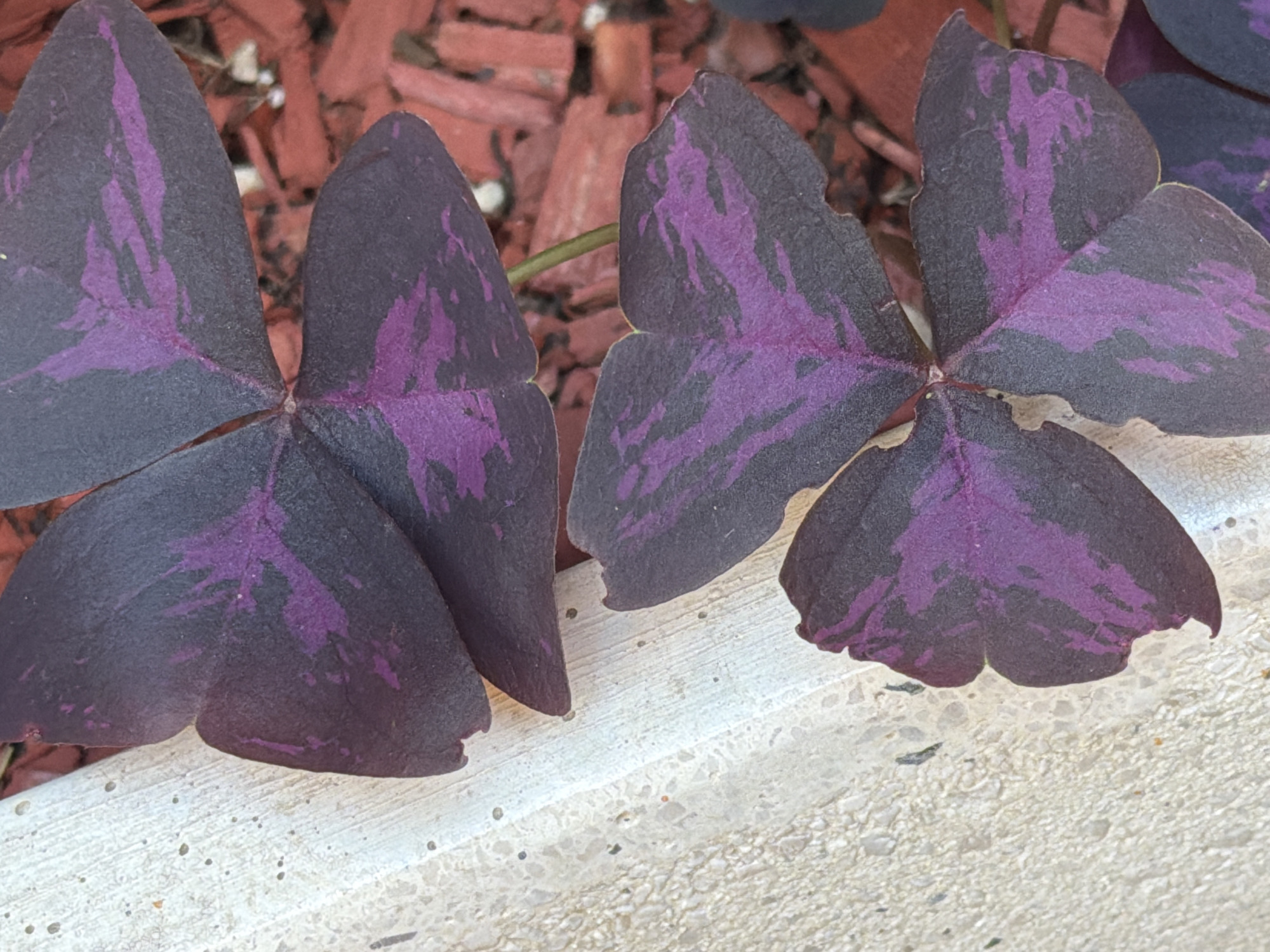 A close-up, eye-level shot shows the dark purple leaves of a shamrock plant, featuring striking purple markings. The leaves are arranged in a cluster, with one leaf partially obscuring another. The texture of the leaves is slightly velvety. To the left of the leaves, a rough, light-colored textured surface, possibly concrete or stone, runs diagonally across the frame. Behind the leaves, a background of reddish-brown mulch is visible, with hints of white or light-colored pebbles interspersed. The image appears to be taken outdoors in Budva, Montenegro, suggesting a garden or outdoor planting area.