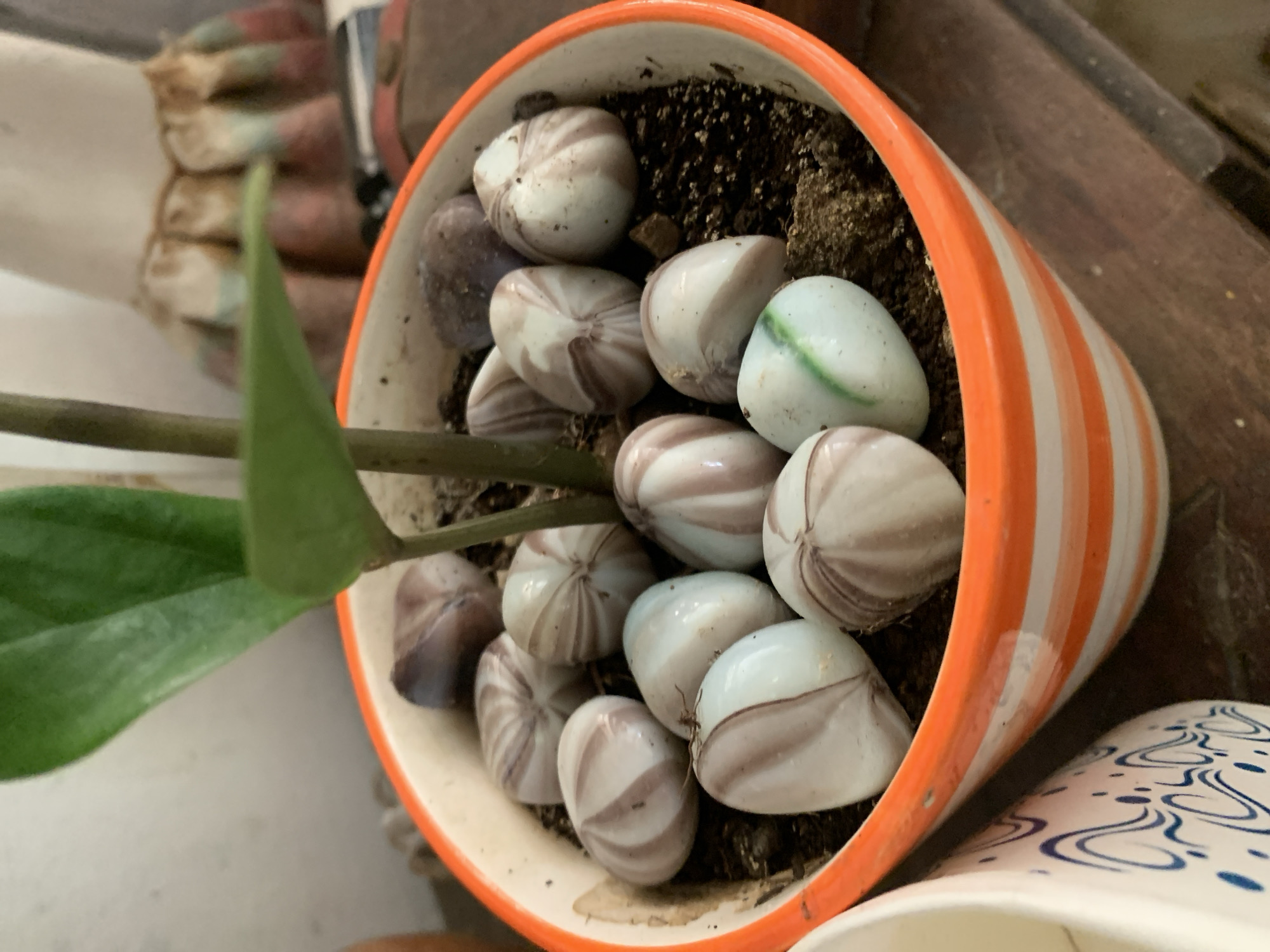 The image displays a detailed view of an indoor potted plant. The central subject is a vibrant green plant, possibly a ZZ plant (Zamioculcas zamiifolia), with two prominent leaves and a stem visible. It is contained within a round ceramic pot featuring distinct horizontal stripes of orange and white on its exterior, with an off-white inner rim. The soil within the pot is dark brown. Adorning the soil are approximately fifteen smooth, oval decorative objects. The majority of these objects are white with prominent brown or reddish-brown swirling patterns. One object, located towards the bottom center-right, is white with a distinct green stripe. Another object near the top-right appears as a plain, darker brown or purplish stone.
In the immediate foreground to the lower-left, a portion of a second white ceramic pot with intricate blue wavy patterns is partially visible. The background features a light-colored, possibly off-white, textured wall. To the right of the main pot, a wooden surface, likely a shelf or table, is present. Further in the background, a blurred, multi-colored textile object with ruffled or pleated edges, displaying bands of beige, green, and reddish-brown, is visible. No individuals are present in the scene. The precise location in the city of Santa Ana, Venezuela, cannot be determined from the visual evidence provided.