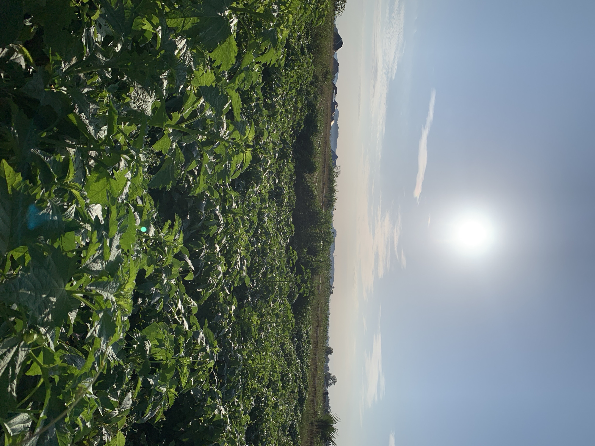 In Kuru Karama, Nigeria, a vast field of lush green plants stretches across the foreground under a bright, sunny sky. The sun, a radiant orb, is positioned high in the sky, casting a bright glow that illuminates the scene. Wispy clouds drift lazily across the pale blue expanse. In the distance, a line of low-lying buildings and vegetation marks the horizon. The plants in the field appear to be a type of leafy crop, with broad, vibrant green leaves that dominate the lower half of the image. The overall impression is one of a fertile agricultural landscape bathed in the warm light of day.
