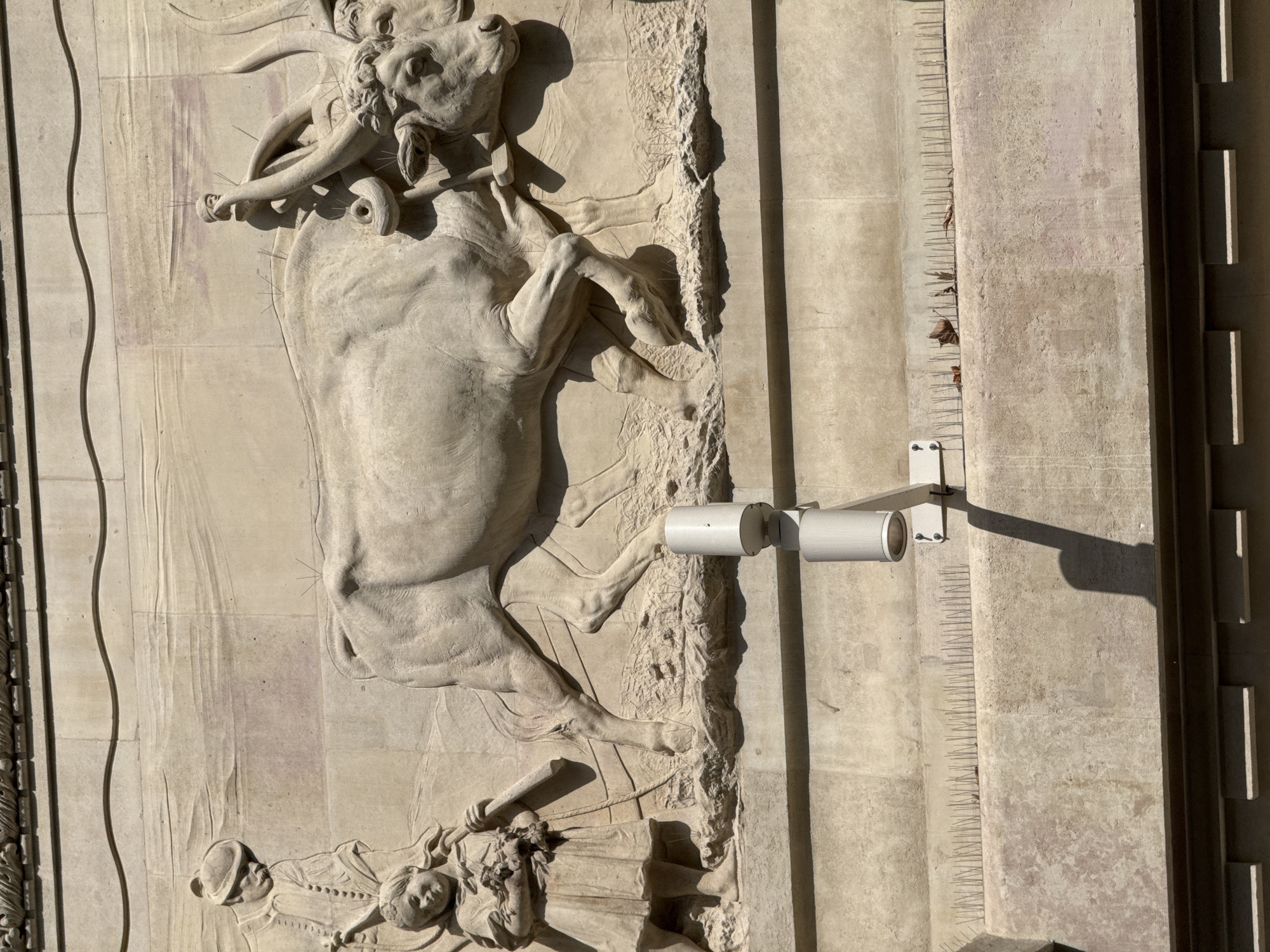 The image shows a stone relief sculpture on a building facade. The relief depicts a bull struggling against figures lying on the ground below. A security camera is mounted on the wall beside the relief. Above the camera is a ledge with bird deterrent spikes. The style of the sculpture and the architectural details suggest this is likely located in Budapest, Hungary, which is known for its ornate buildings and public sculptures.