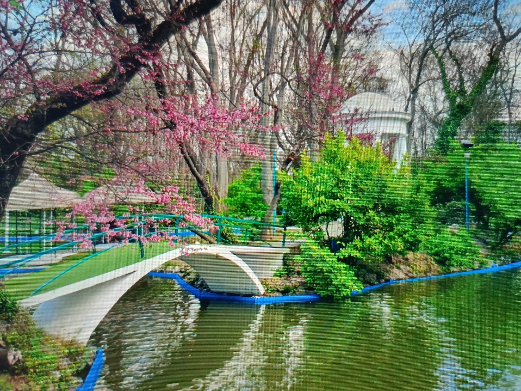The image depicts a picturesque park scene, likely in Varna, Bulgaria, featuring a serene pond with a white arched bridge adorned with green railings and a vibrant pink flowering tree in the foreground. The pond's surface reflects the surrounding lush greenery and the sky. In the background, a white domed structure, possibly a gazebo or monument, is visible amidst dense trees. The overall ambiance suggests a tranquil, well-maintained park, possibly during springtime, given the blooming flowers. No people are visible in the image.