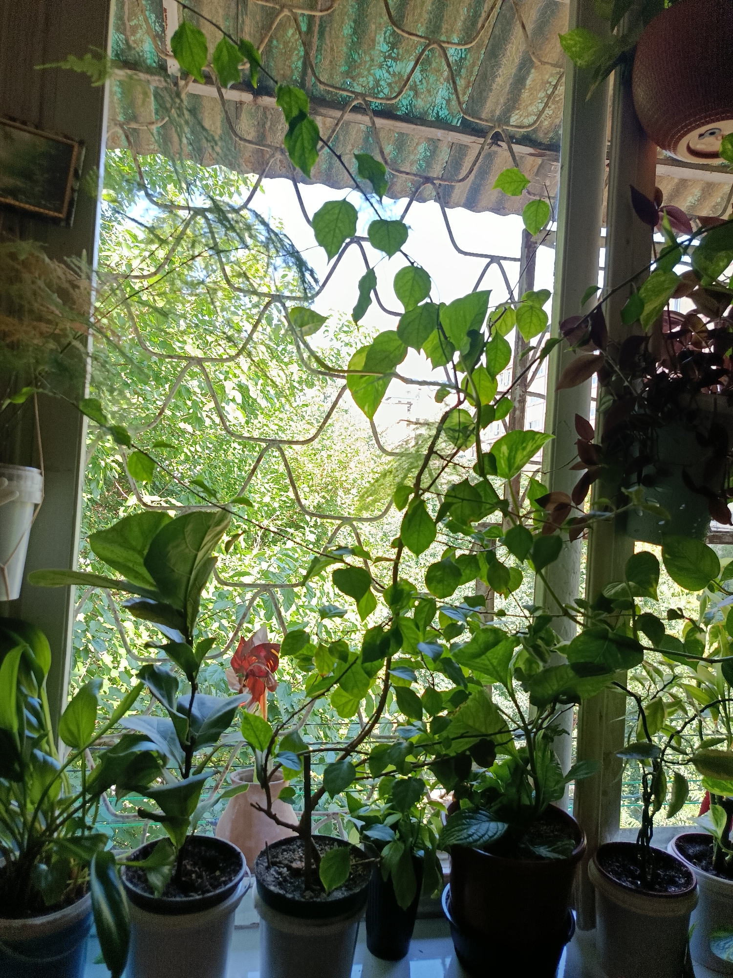 The image depicts a collection of potted plants on a windowsill, with lush green foliage visible through a decorative metal grate that covers the window. Sunlight streams through the window, illuminating the leaves and casting shadows. Several different plant species are present, varying in size and leaf shape. The plants are in various types of pots, including dark brown, light gray, and white containers. In the background, out of focus, is a view of trees and buildings, suggesting an urban environment. A framed picture hangs on the wall to the left of the window. The overall impression is one of a well-tended indoor garden with a view of the outdoors. The scene is likely located in Tashkent, Uzbekistan, given the presence of traditional decorative grates on windows which are common in the region.