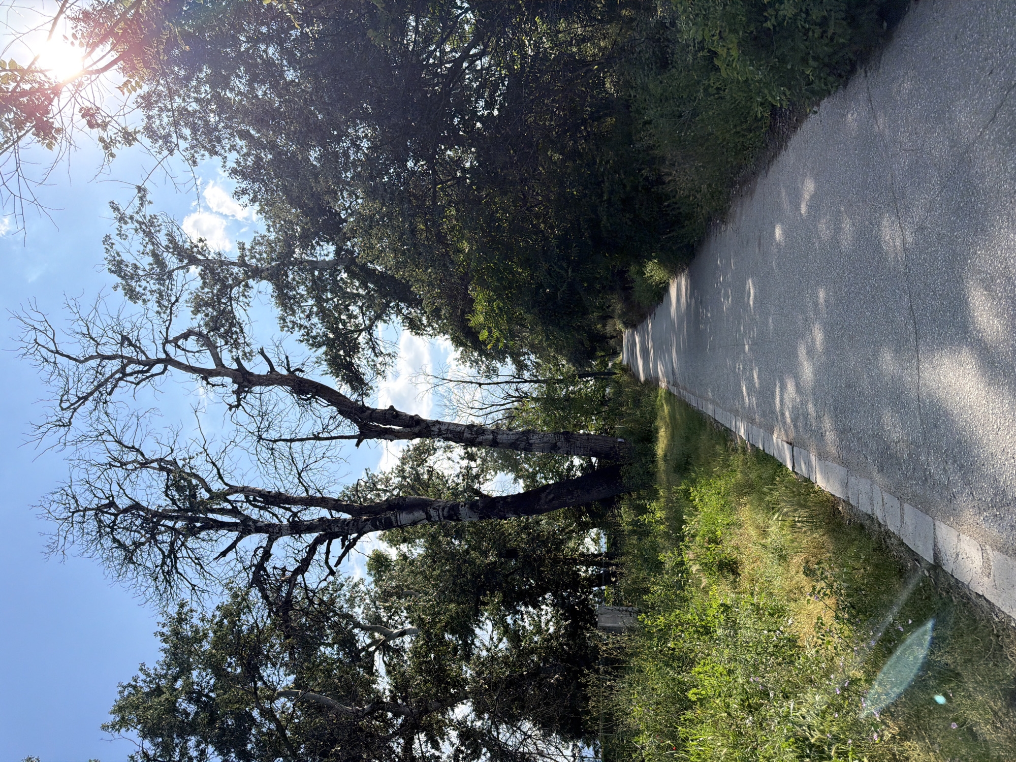 A paved pathway curves through a verdant landscape, bordered by lush green vegetation and shaded by a canopy of trees. The sun shines brightly, casting dappled shadows on the path, and a lens flare from the sun is visible in the lower left corner. The trees are a mix of deciduous and evergreen, with some bearing dry, bare branches. In the distance, a faint body of water can be seen, suggesting a proximity to the Maritsa River in Plovdiv, Bulgaria. The scene evokes a sense of tranquility and nature.