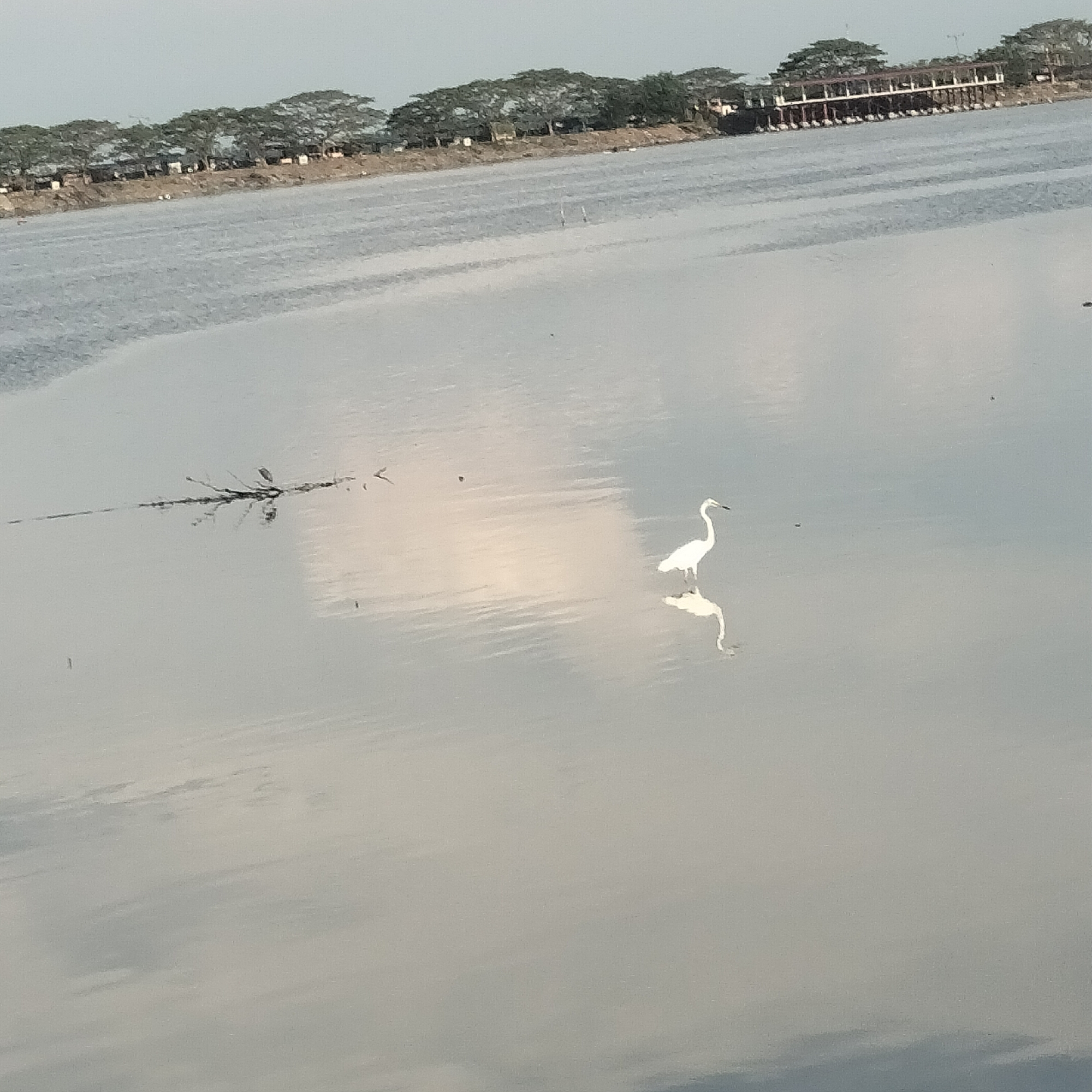 The image depicts a white bird standing in shallow water, likely an egret, with its reflection visible on the water's surface. The water is calm with ripples. A tangle of branches or debris is near the left edge of the frame. In the background, a shoreline is visible with trees lining the horizon, and a structure with supports over the water. Based on the location provided, the scene is most likely from the city of Lhokseumawe, Indonesia.