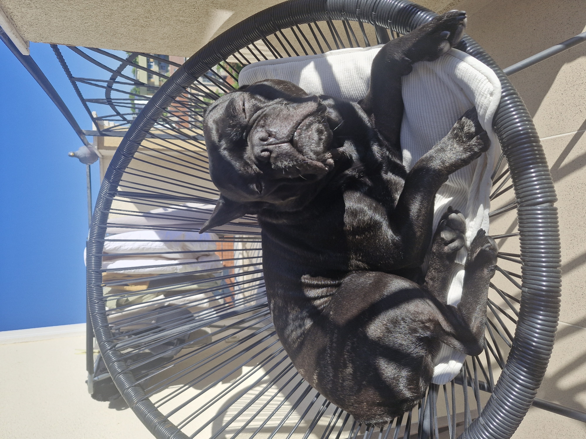 A black dog sleeps curled up in a gray, woven chair with a white cushion on a sunny patio. The location is Plovdiv, Bulgaria. The sky is blue. A beige wall is visible in the background. The chair is round and made of thin, vertical metal wires, with a thicker, coiled rim. The dog's head is tucked down, and its paws are visible near the edge of the chair.