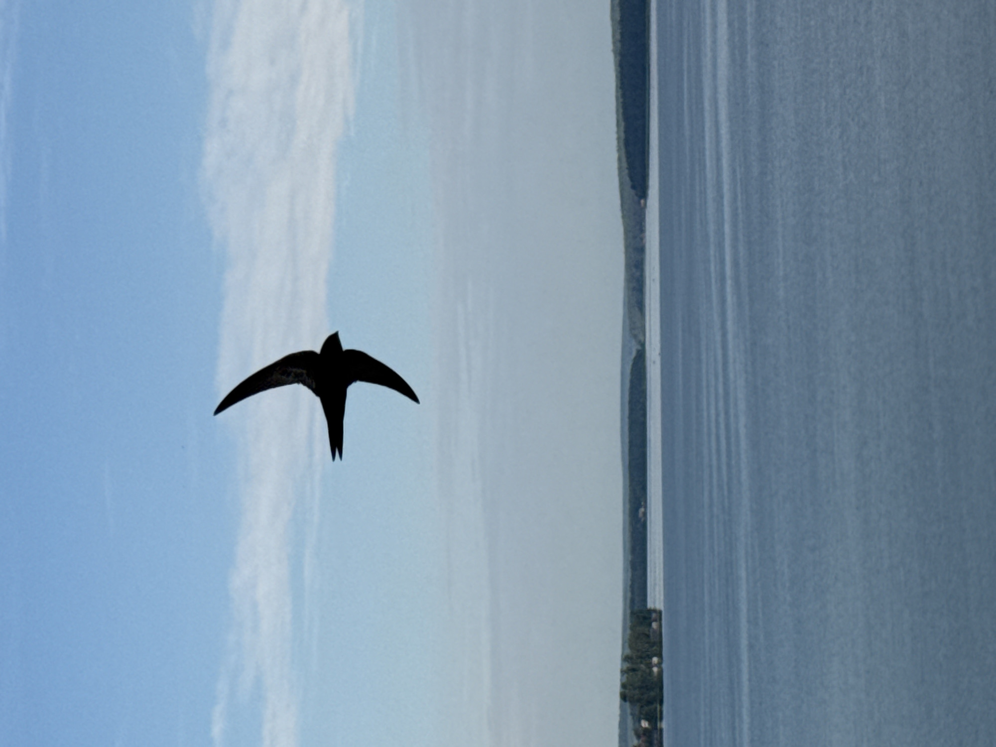 A black silhouette of a swift is captured in mid-flight against a pale blue sky with thin, wispy clouds. The bird's wings are outstretched in a typical swift posture, with its body angled slightly downward. Below the sky, a wide expanse of blue water stretches across the frame, reflecting the sky's subtle hues and showing faint ripples on its surface. The horizon is marked by a distant, tree-lined shore, with a few small structures visible on the left side, hinting at human habitation. This scene is likely located in Votkinsk, Russia, a city known for its beautiful natural landscapes and the Kama River.