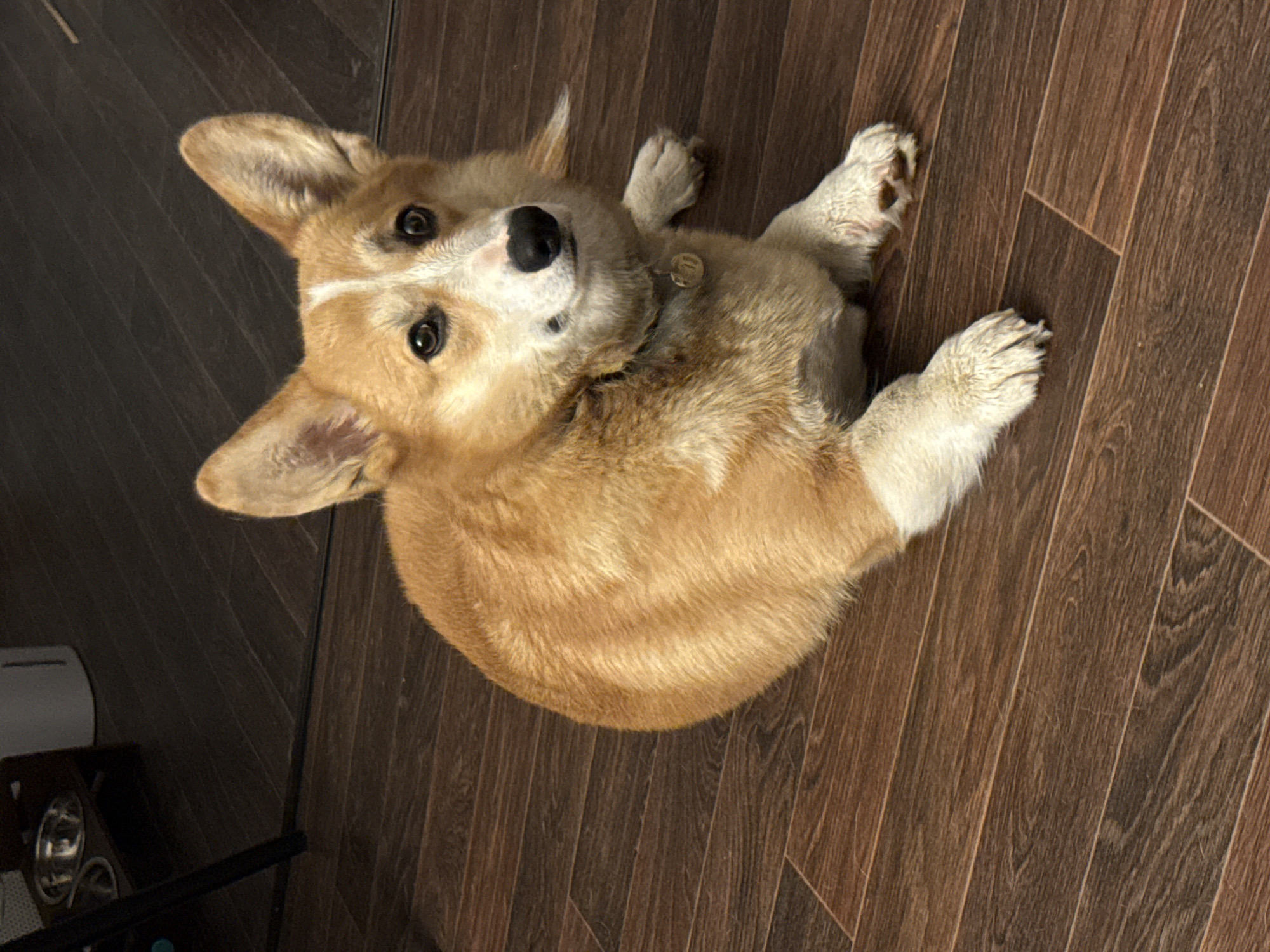 A corgi dog is lying on a brown wooden floor. The dog is light brown with white markings on its face and legs. It is looking up at the camera. A table with bowls is visible in the background. The location is unknown, and there is no evidence to suggest it is in Votkinsk, Russia.
