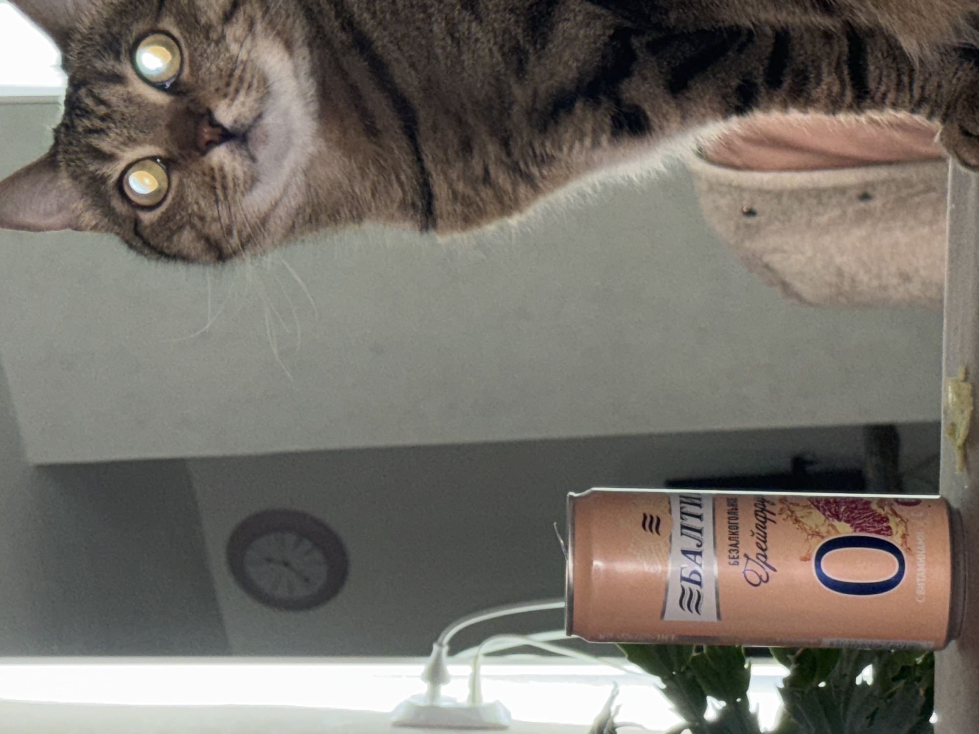 A brown tabby cat is peering down at the viewer. Below the cat is a partially visible can of Baltika 0 grapefruit non-alcoholic beer. In the background, a clock is visible on the wall. It's not possible to confirm the location as Chaikovsky, Russia, without additional information.