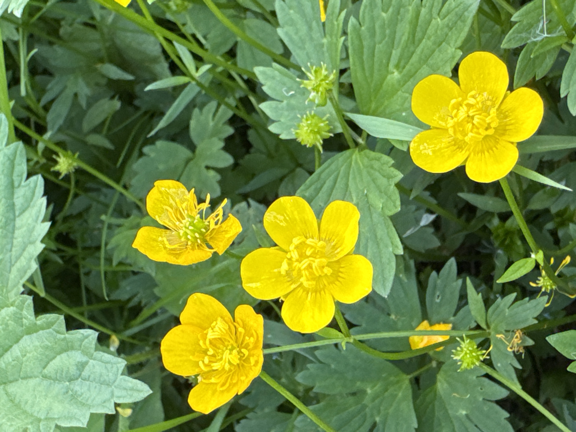 A close-up, overhead shot captures a cluster of bright yellow buttercup flowers amidst lush green foliage. The flowers, each with multiple petals, are the primary subjects, with some in sharp focus and others slightly blurred. The surrounding leaves are varied in shape and size, some with serrated edges, and the overall environment appears to be a natural setting, possibly a garden or meadow. There are no people or man-made objects visible in the image. The lighting suggests it is daytime, with natural light illuminating the scene. The location is specified as Steklyannyi, Russia.
