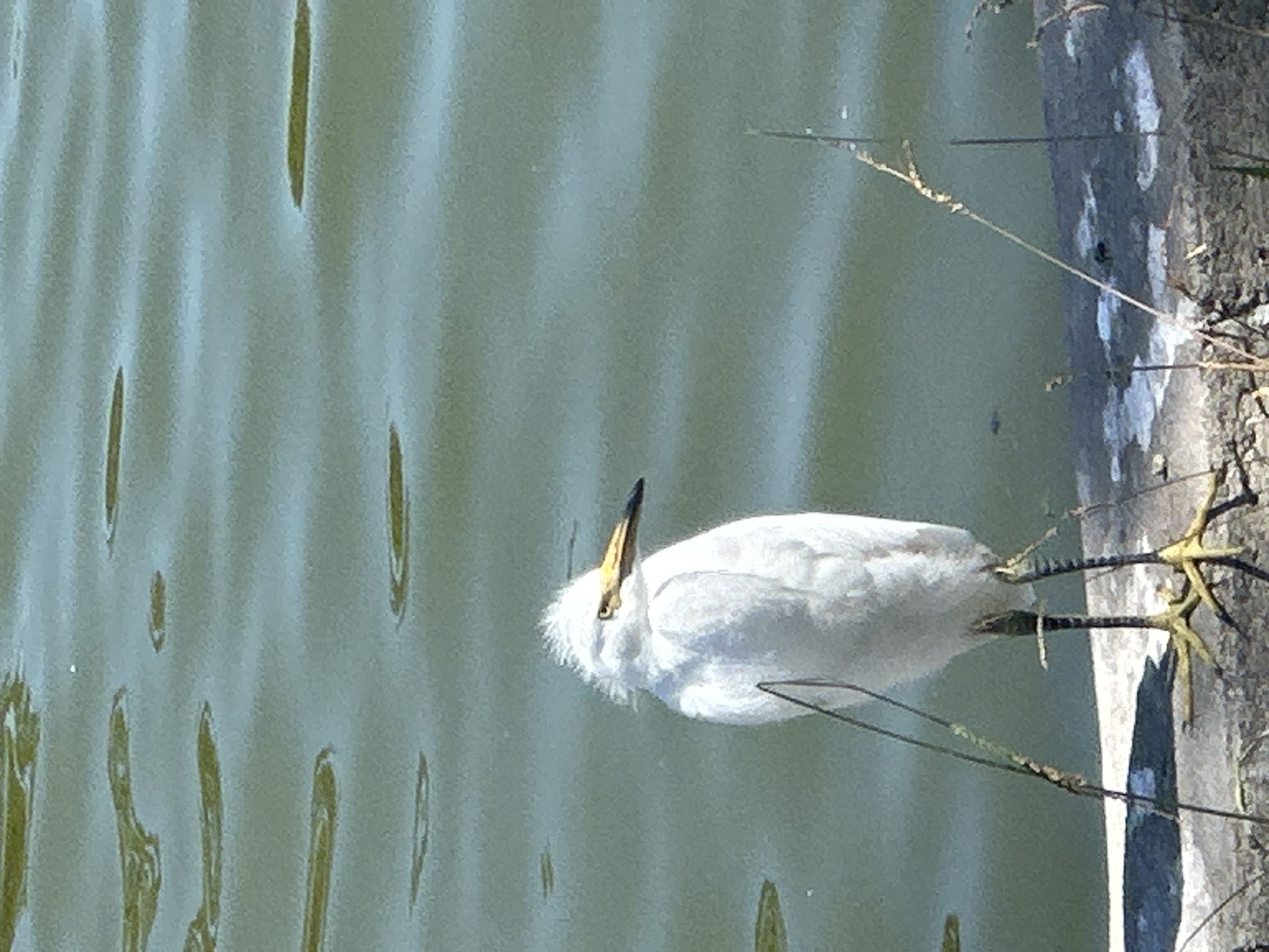 A snowy egret stands on a rocky shoreline next to rippling green water under a bright, sunny sky. The bird is facing to the right, with its white feathers ruffled, and its yellow beak prominent. The water has a textured, wavy surface, with some reflections of light. The shoreline is composed of grey rocks and some dry grass. The scene appears to be an outdoor environment, likely a lake or pond, with no people or buildings visible.
