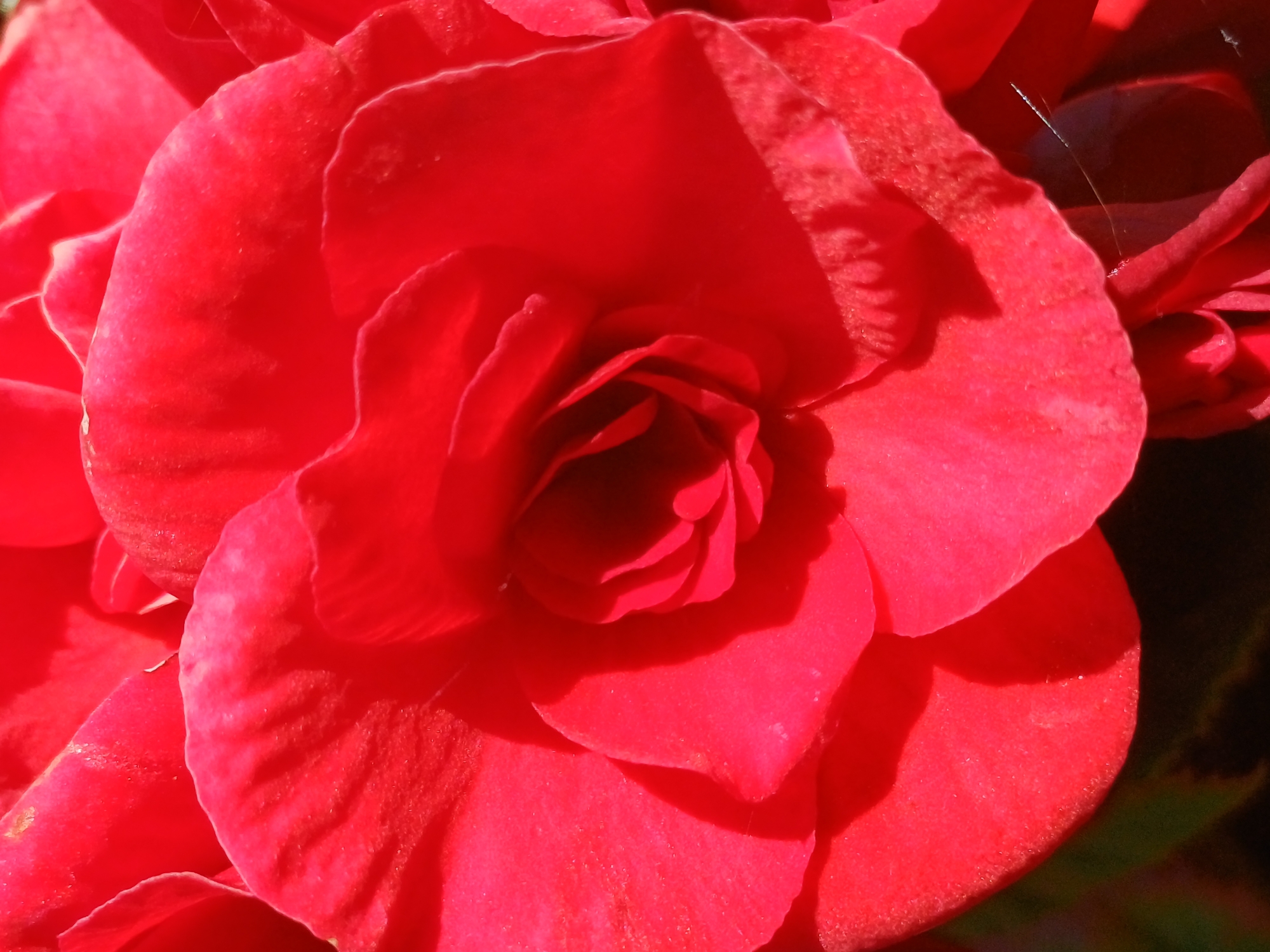 The image is a close-up, macro shot of a bright red flower, likely a rose or a begonia, with intricate petal details. Sunlight highlights the velvety texture of the petals and creates shadows, adding depth and dimension. A thin strand of spiderweb is visible on the lower right side, suggesting an outdoor setting, possibly in a garden or park. The background is blurred, focusing all attention on the flower's vibrant bloom. There are no people or signs of human activity.
There is no information within the image to suggest its location in Riga, Latvia.