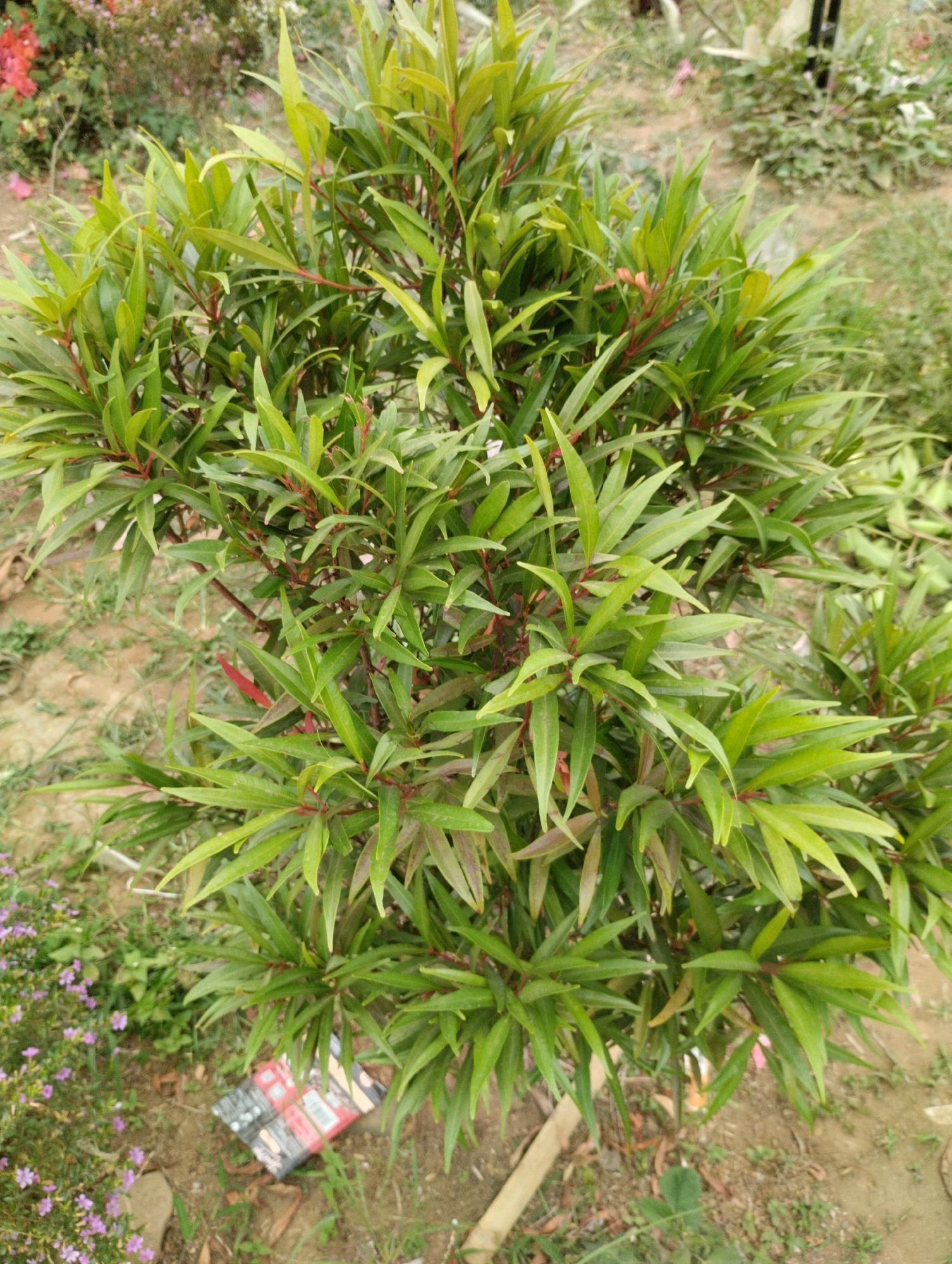 In Jambangan, Indonesia, a vibrant green shrub with slender, pointed leaves and reddish stems stands centrally in the frame. The shrub is densely branched and appears healthy. The ground beneath and around it is a mixture of soil, dry leaves, and sparse green grass. To the left of the shrub, a patch of small purple flowers blooms. In the lower center of the image, a discarded piece of packaging with red and black markings lies on the ground. The background is out of focus, revealing more greenery and hints of other plants and possibly structures. The lighting suggests it is daytime, with natural light illuminating the scene.