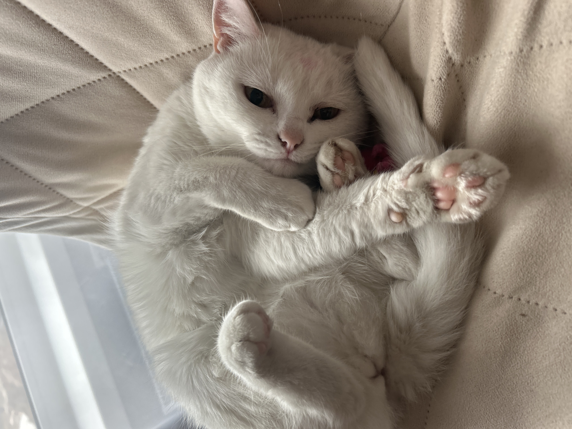 A domestic, white cat is curled up on a beige, quilted cushion. The cat's paws are visible, revealing pink toe pads. The cat's head is turned towards the camera with brown eyes. There is a small red mark on the cat's forehead. Part of a window is visible on the left. This image was not taken in the city of Chaikovsky, Russia.