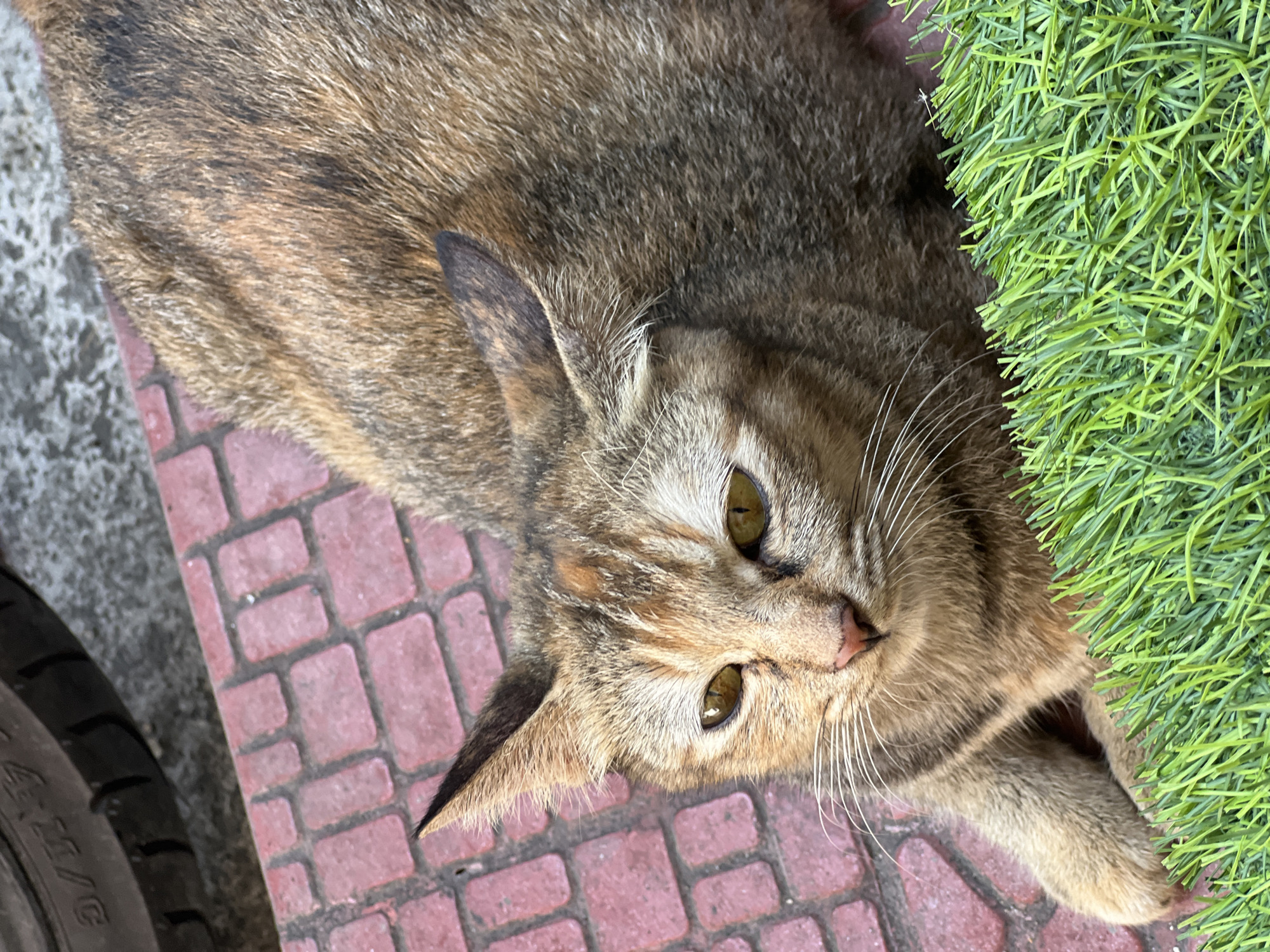 A tabby cat with brown and black fur lies on a reddish-pink tiled surface. The cat's eyes are yellow and appear to be looking slightly to the left. Its ears are pointed, and its whiskers are white and prominent. In the foreground, a patch of artificial green grass is visible. In the upper left corner of the image, a portion of a dark tire with white lettering is present. The scene appears to be outdoors, possibly in a residential area or on a sidewalk in Denpasar, Indonesia.