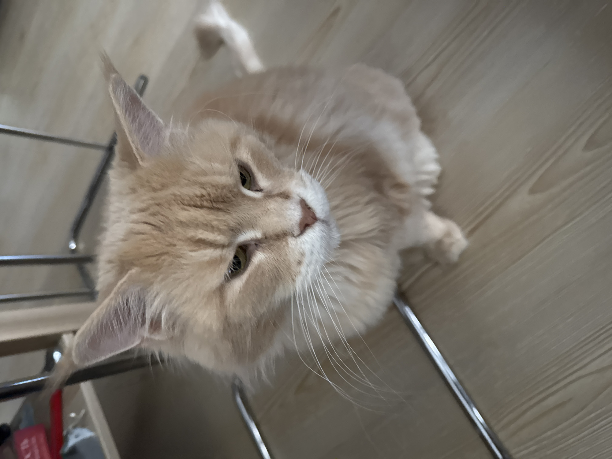 A ginger cat with fluffy fur and green eyes is sitting on a light-colored wooden floor. The cat is looking down and to the right. In the background, there are metal chair legs and a shelf with some items on it. The scene is indoors.