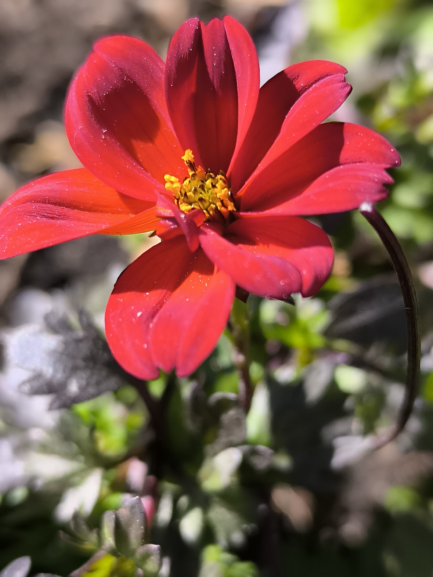 A close-up shot of a vibrant red flower with yellow stamens. The flower has numerous petals that are slightly curved. It is surrounded by green and gray foliage, with a blurred background. The image is well-lit, highlighting the flower's texture. The location is Unknown, Unknown.