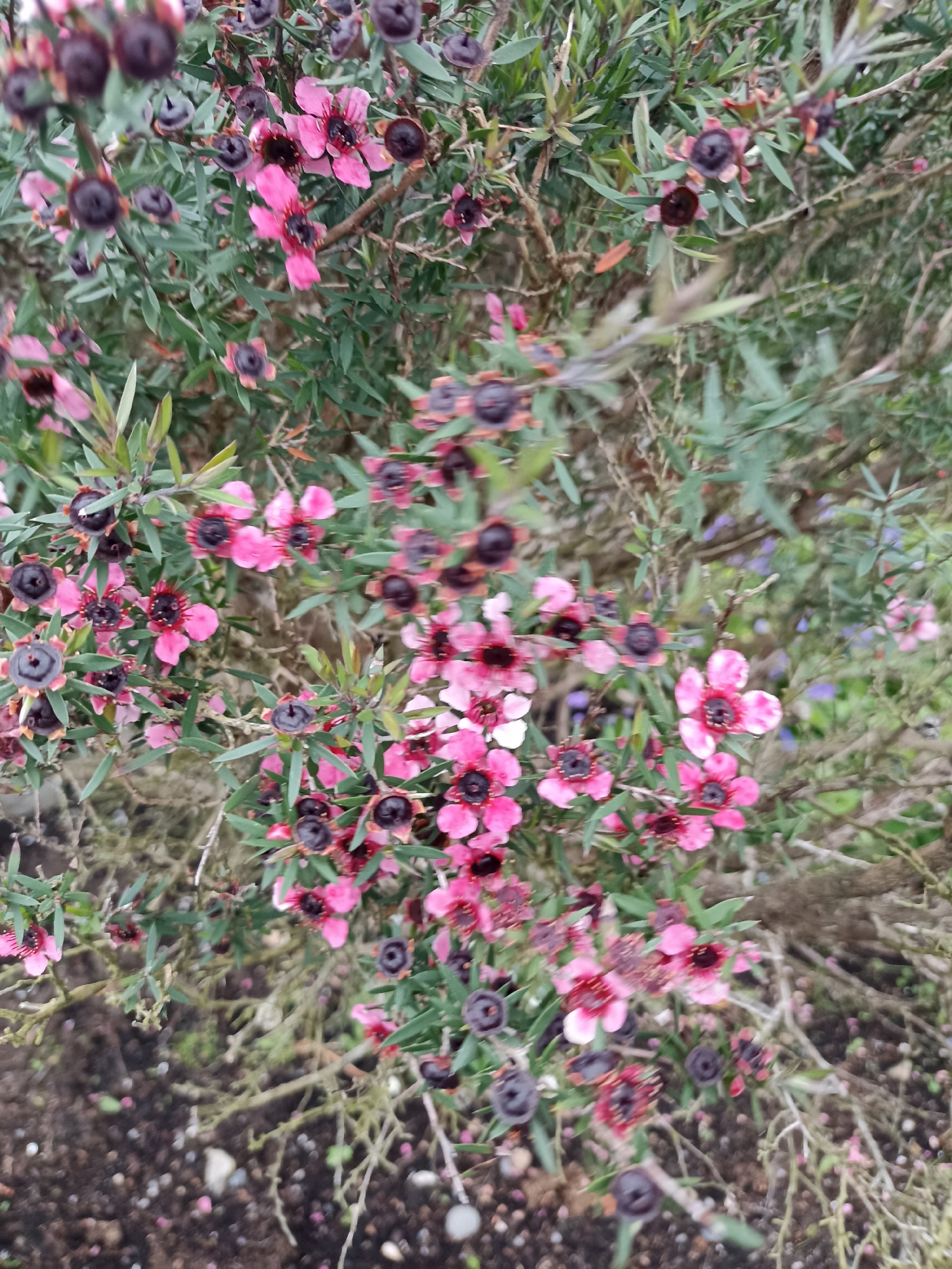 The image shows a close-up view of a flowering shrub, likely a leptospermum, with numerous small pink flowers and dark, bud-like seed capsules. The shrub has slender, dark green leaves. Some of the flowers are in full bloom, displaying five petals and prominent stamens, while others are partially open or in bud. The seed capsules are rounded and a deep purplish-brown. The background is a blur of greenery and darker earthy tones, suggesting the plant is growing outdoors, possibly in a garden. There are no people or animals visible in the image. The lighting appears overcast, leading to soft shadows and diffused light. The location is identified as Unknown, Ireland, which is a generic placeholder and provides no specific environmental context beyond the country.