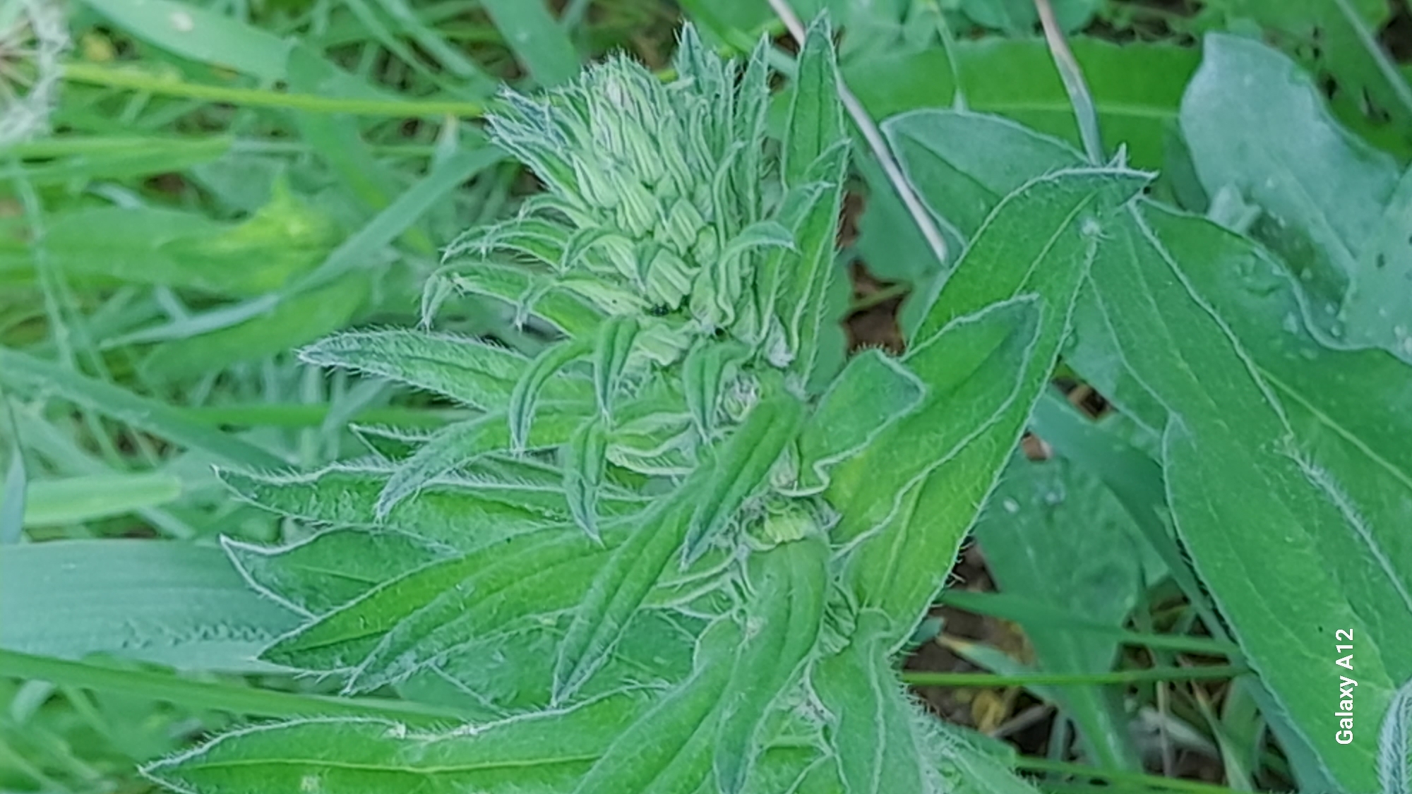 The image shows a close-up of a plant with green leaves and a flower bud in the center, surrounded by blades of grass. The plant is located in a grassy area, potentially in a garden or natural setting. The overall color is green, with the plant and surrounding vegetation blending together. The image was likely taken in daylight. The location is Марковский, Russia.