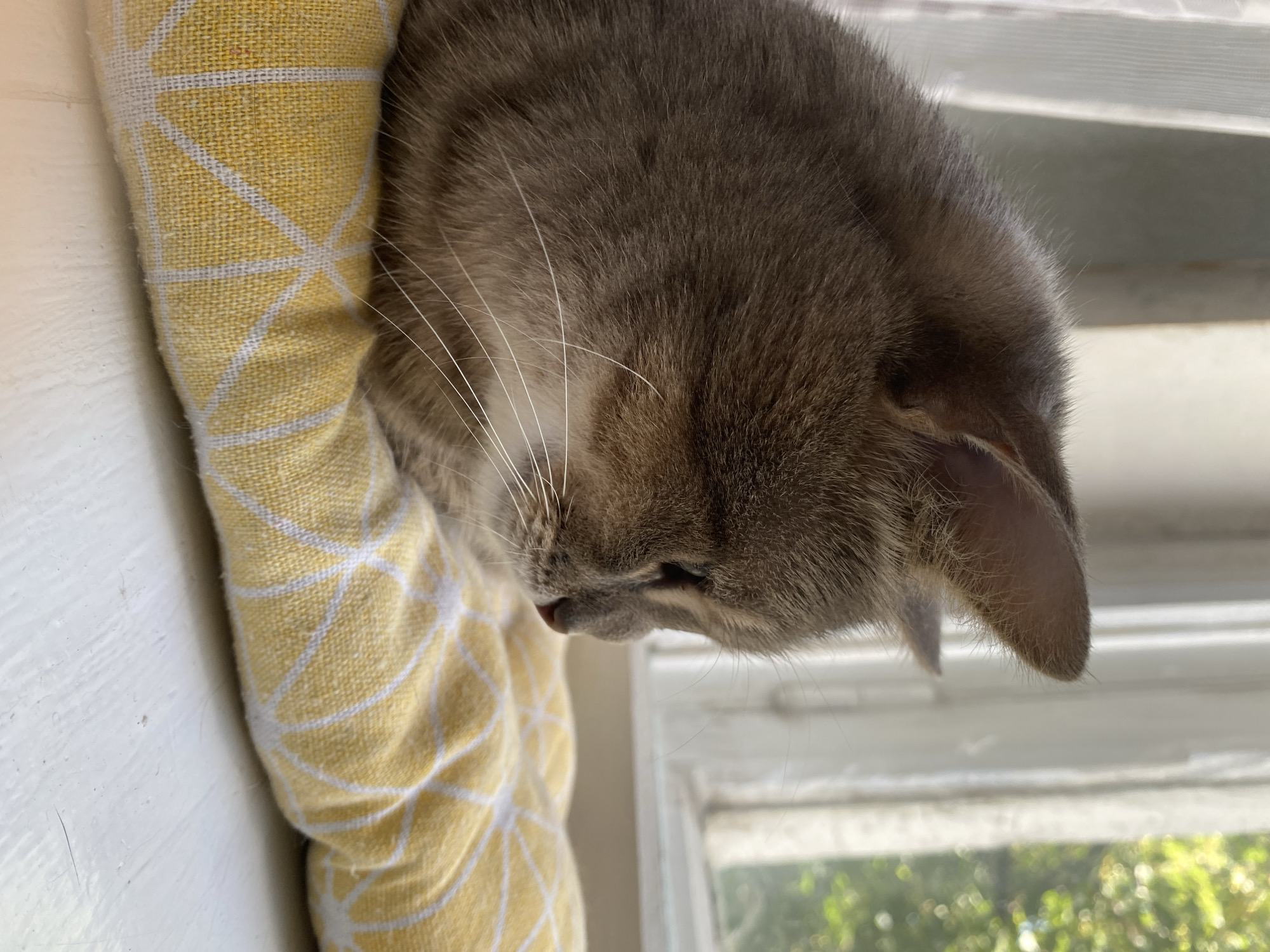 An eye-level, close-up shot shows a tabby cat resting on a yellow cushion. The cat, facing right, has gray and brown fur with white whiskers. Its eyes are closed, and its ears are perked up. Behind the cat, a sheer white curtain hangs, and beyond that, blurred green foliage is visible, suggesting the cat is near a window. The cushion is adorned with a white diamond pattern. The scene appears to be indoors, with a white surface, possibly a windowsill, beneath the cushion. There are no people or other animals in the image.