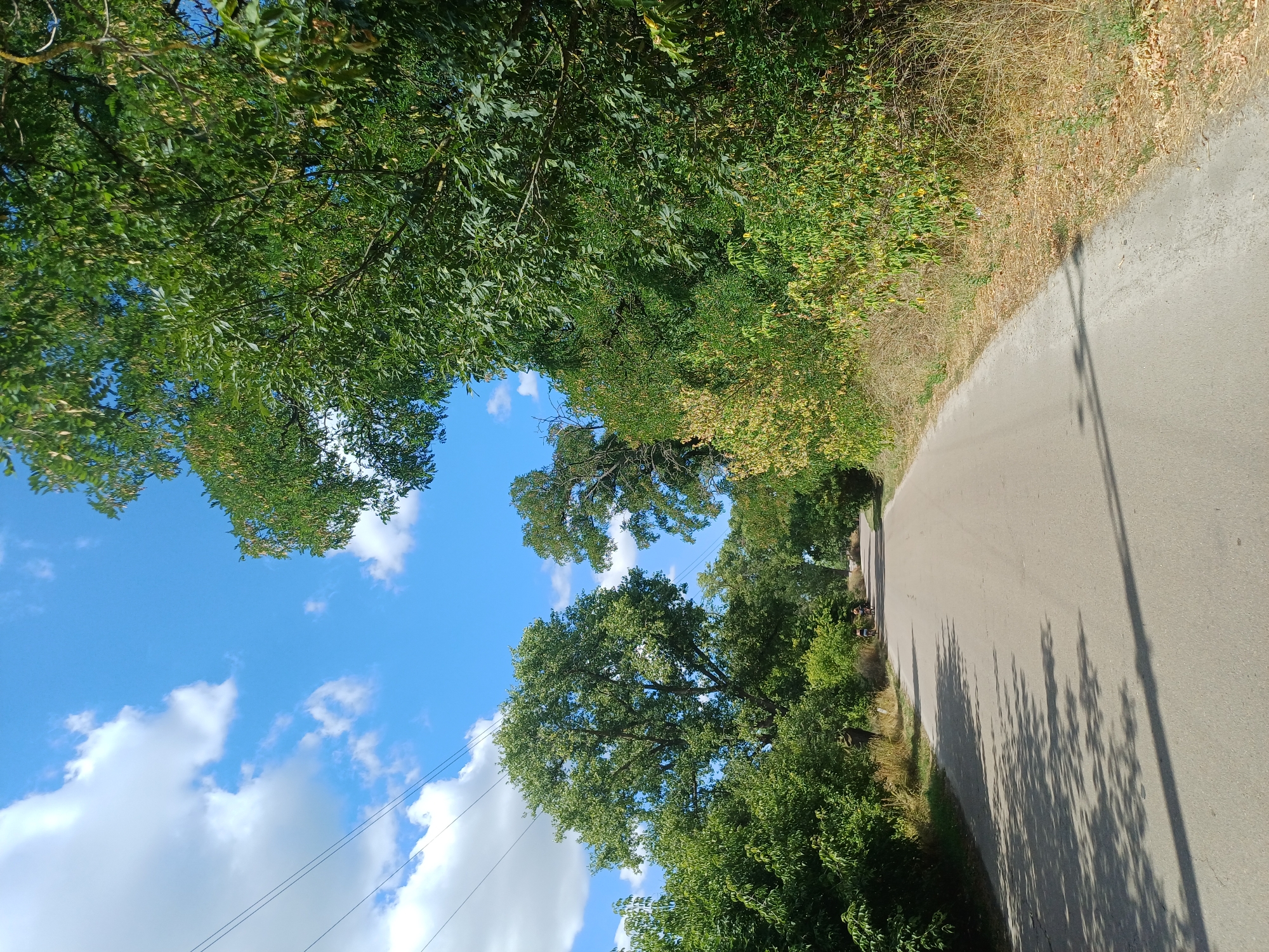 An asphalt road winds through a green, tree-lined area under a bright blue sky with scattered white clouds. The road appears to be in a rural or semi-rural setting. On the left side of the road, there are power lines stretching across the sky. The trees on both sides of the road are lush and green, with some appearing to be mature. There are hints of dried vegetation on the edges of the road. In the distance on the road, two figures are visible on bicycles, suggesting movement along the path. The overall impression is a sunny day in a natural landscape with evidence of human infrastructure and activity.