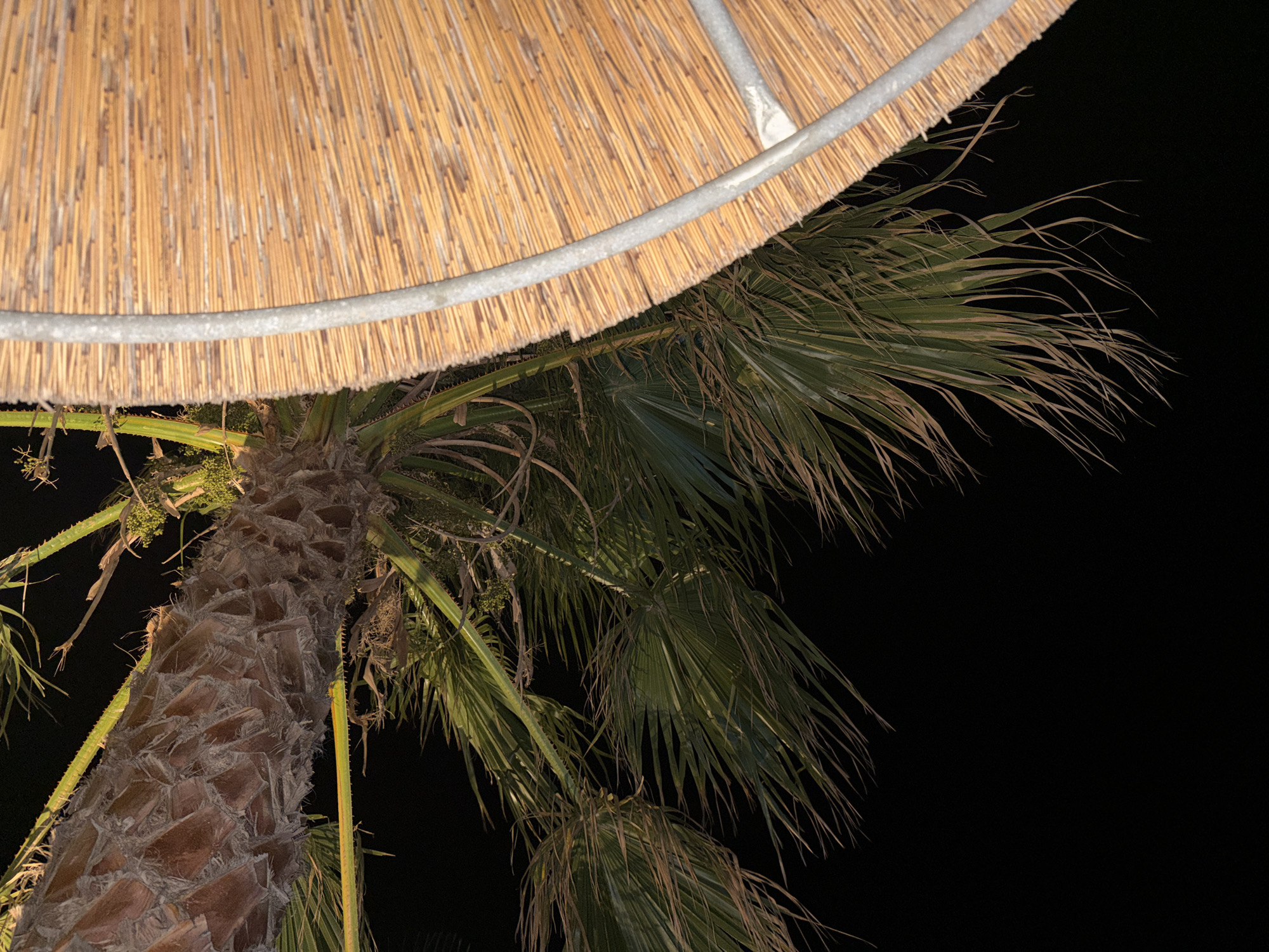 The image shows a close-up view of a palm tree trunk and fronds against a dark background, with a portion of a thatched roof visible in the foreground. The palm tree trunk is rough and textured, with scale-like bark. The fronds are long and feathery, with a green color. The thatched roof is made of tightly packed reeds or straw and has a metal support structure visible. The scene appears to be outdoors at night, possibly in a tropical or Mediterranean setting. The location is identified as Vigliafia, Greece. There are no people or animals visible in the image. The lighting suggests artificial light sources are illuminating the scene, highlighting the textures of the palm tree and thatch.
