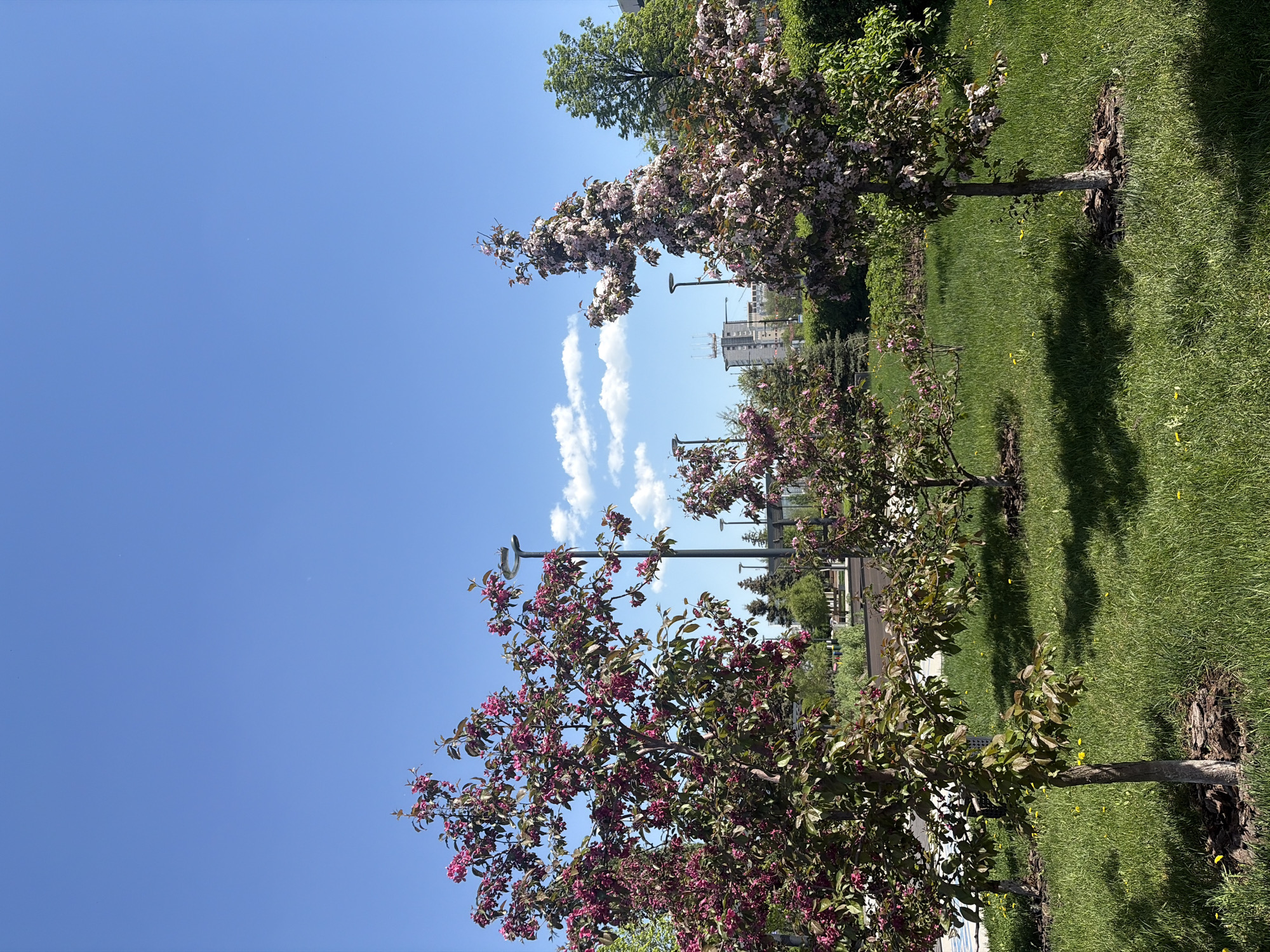 The image depicts a row of flowering trees along a green lawn, possibly in a park setting in Perm, Russia. The trees are in bloom, displaying pink and white flowers. Lampposts are visible along the path behind the trees. In the background, there is a building. The sky is blue with some scattered clouds.